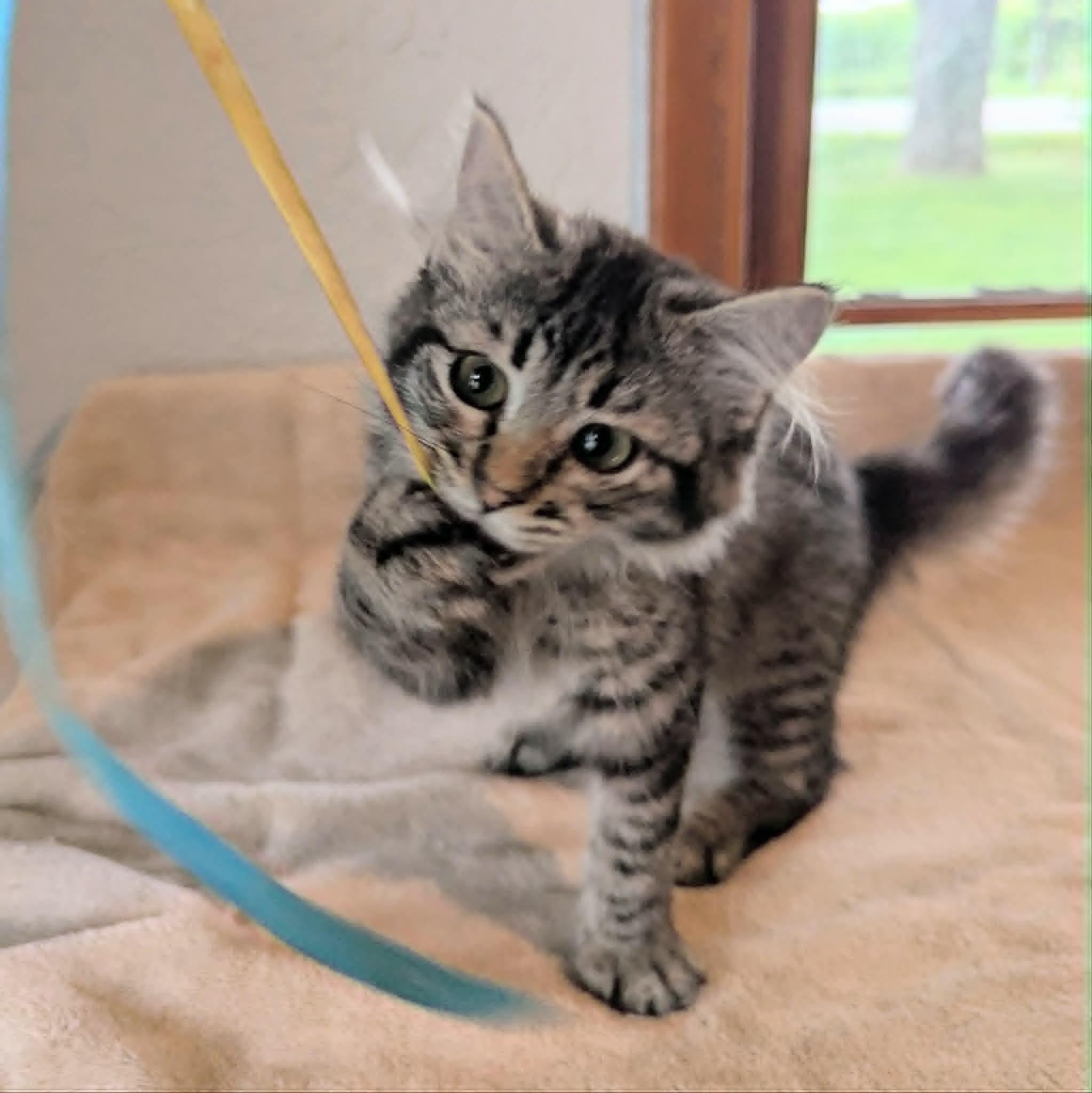 Gigi, a ADOPTABLE Domestic Long Hair in Little Falls, MN image 4/6