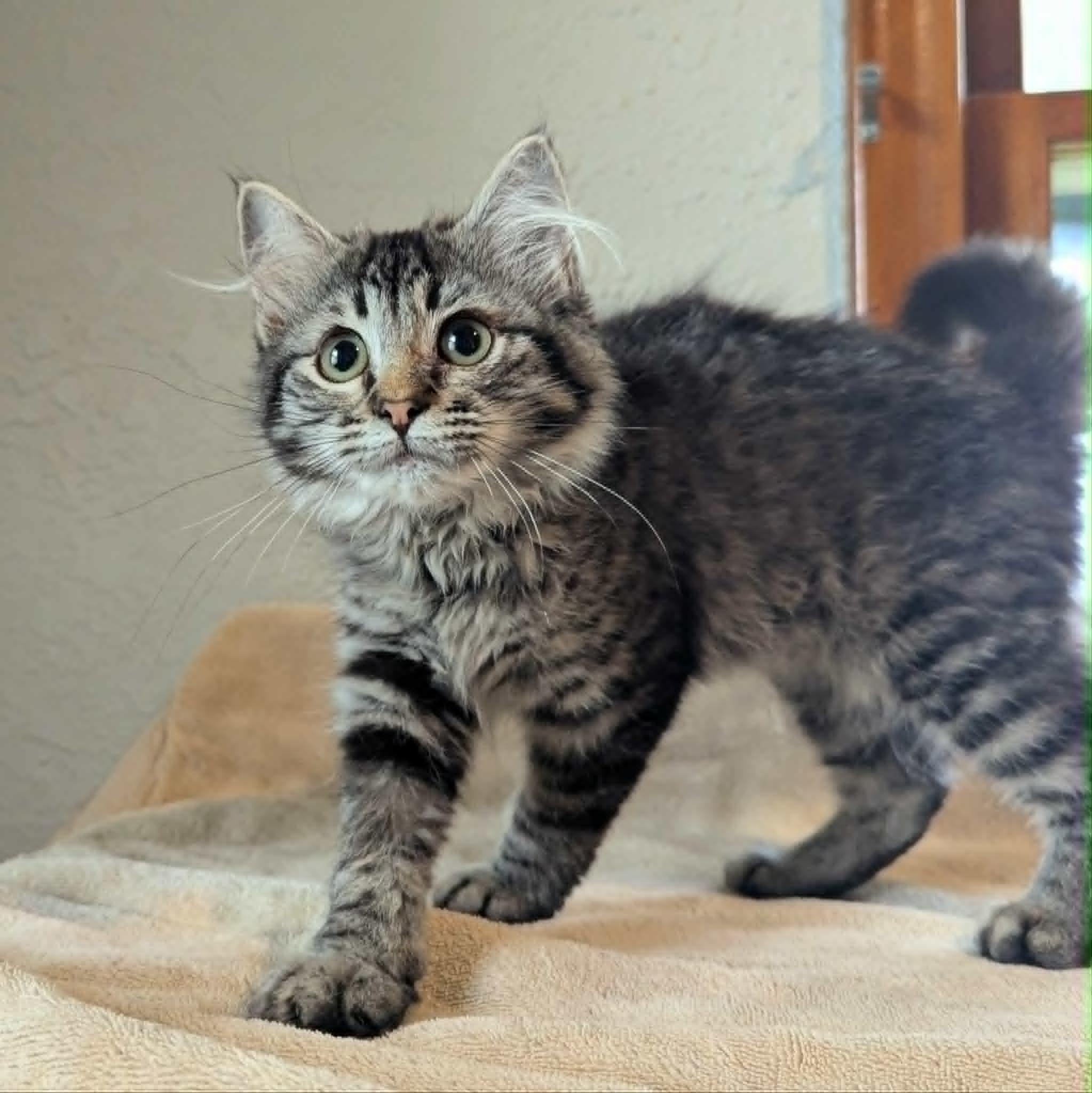 Gigi, ADOPTABLE, Kitten Female Domestic Long Hair.