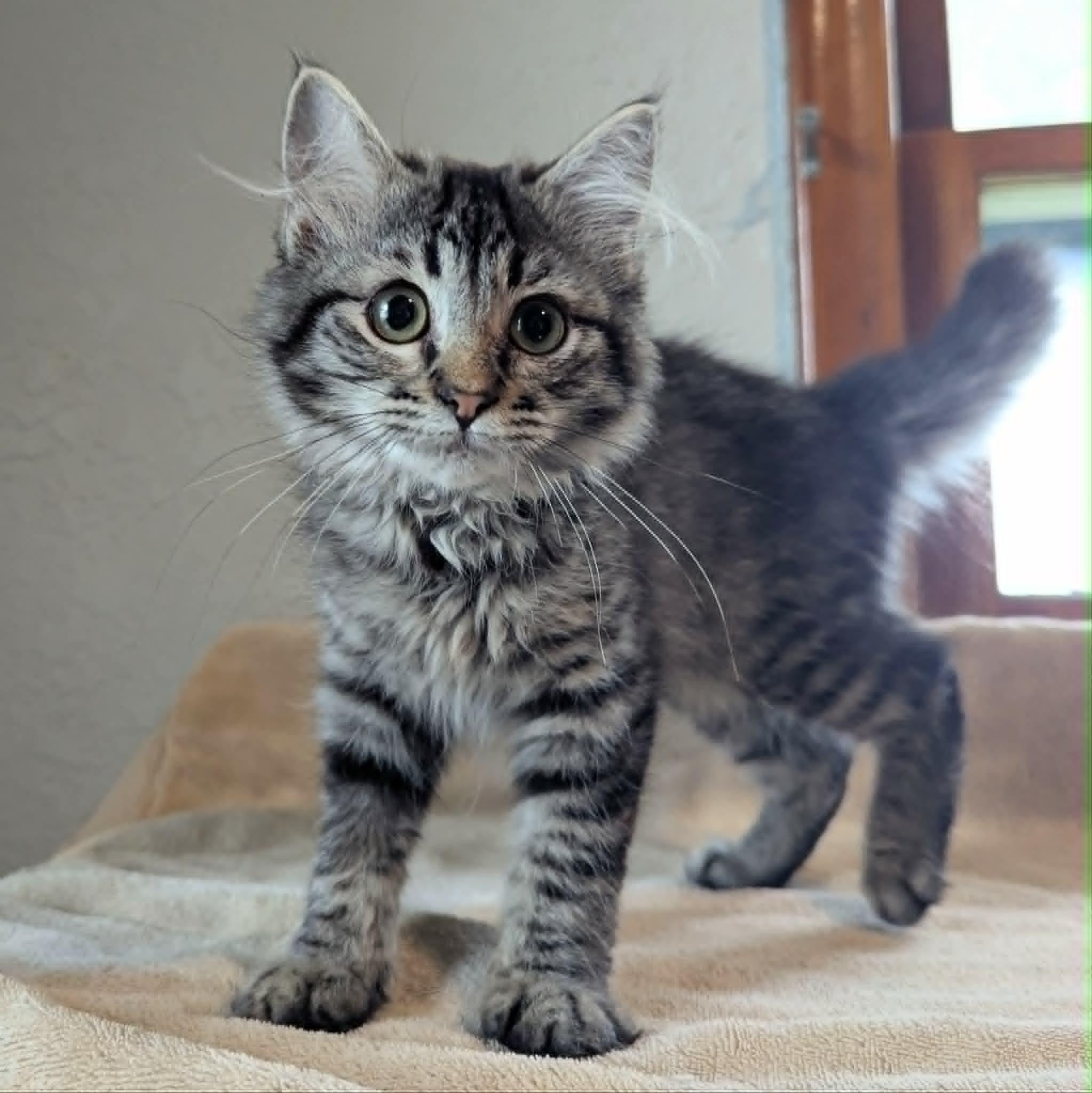Gigi, a ADOPTABLE Domestic Long Hair in Little Falls, MN image 3/6