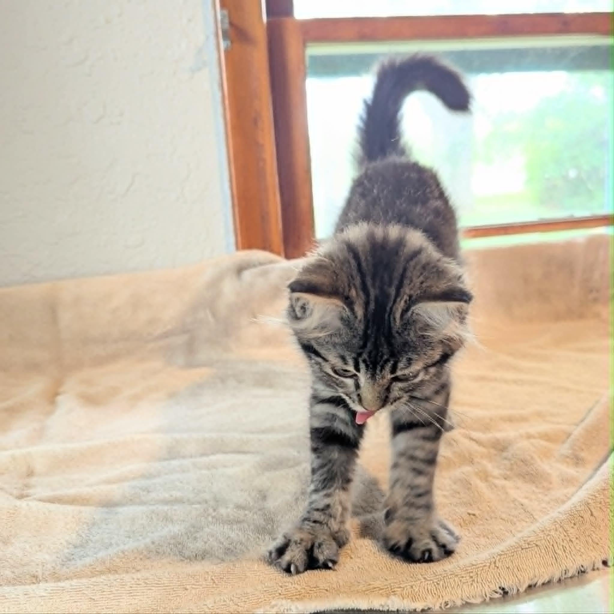 Gigi, a ADOPTABLE Domestic Long Hair in Little Falls, MN image 6/6