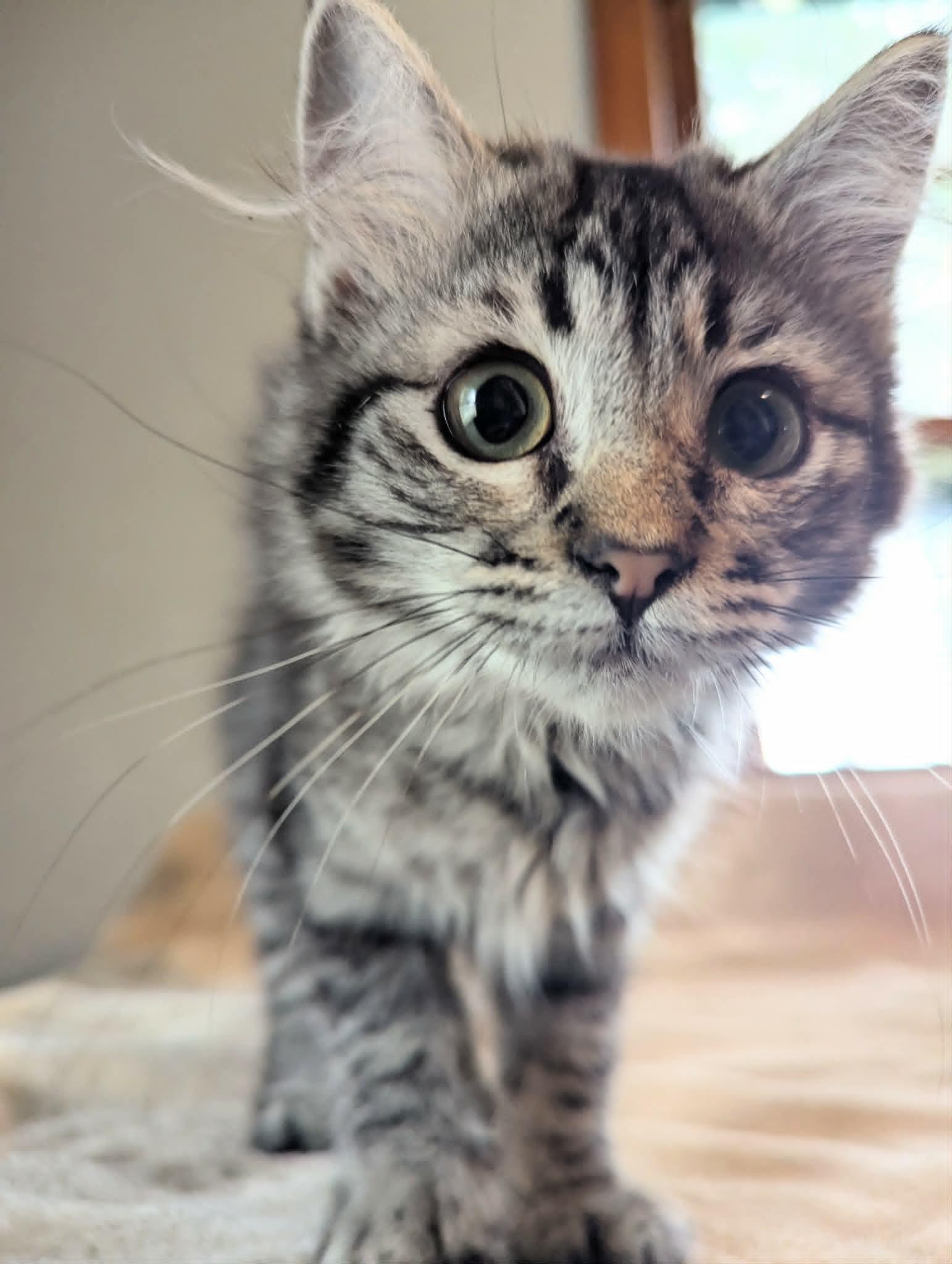 Gigi, a ADOPTABLE Domestic Long Hair in Little Falls, MN image 2/6