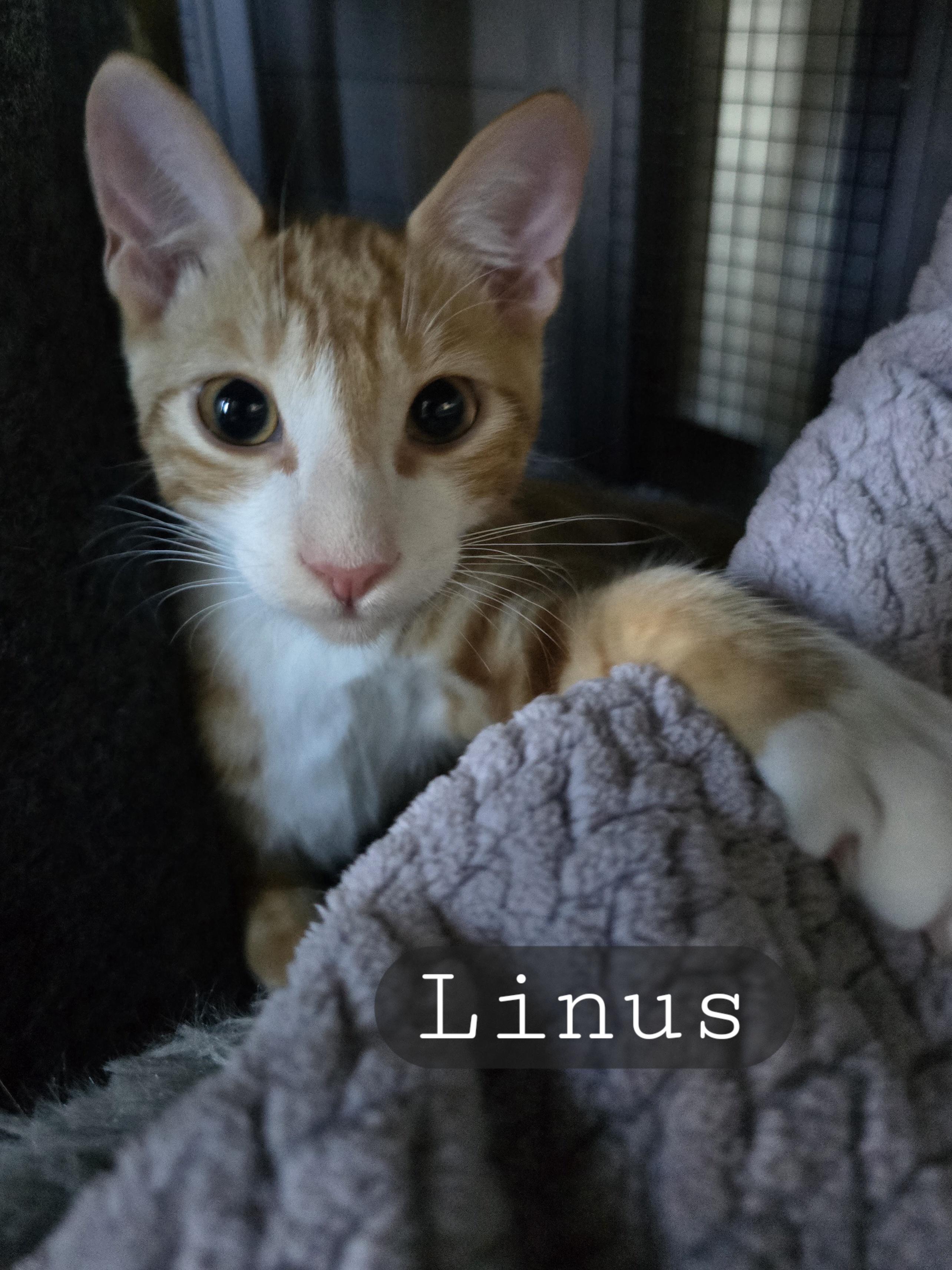 Linus and Loki, Adoptable, Young Male Tabby.