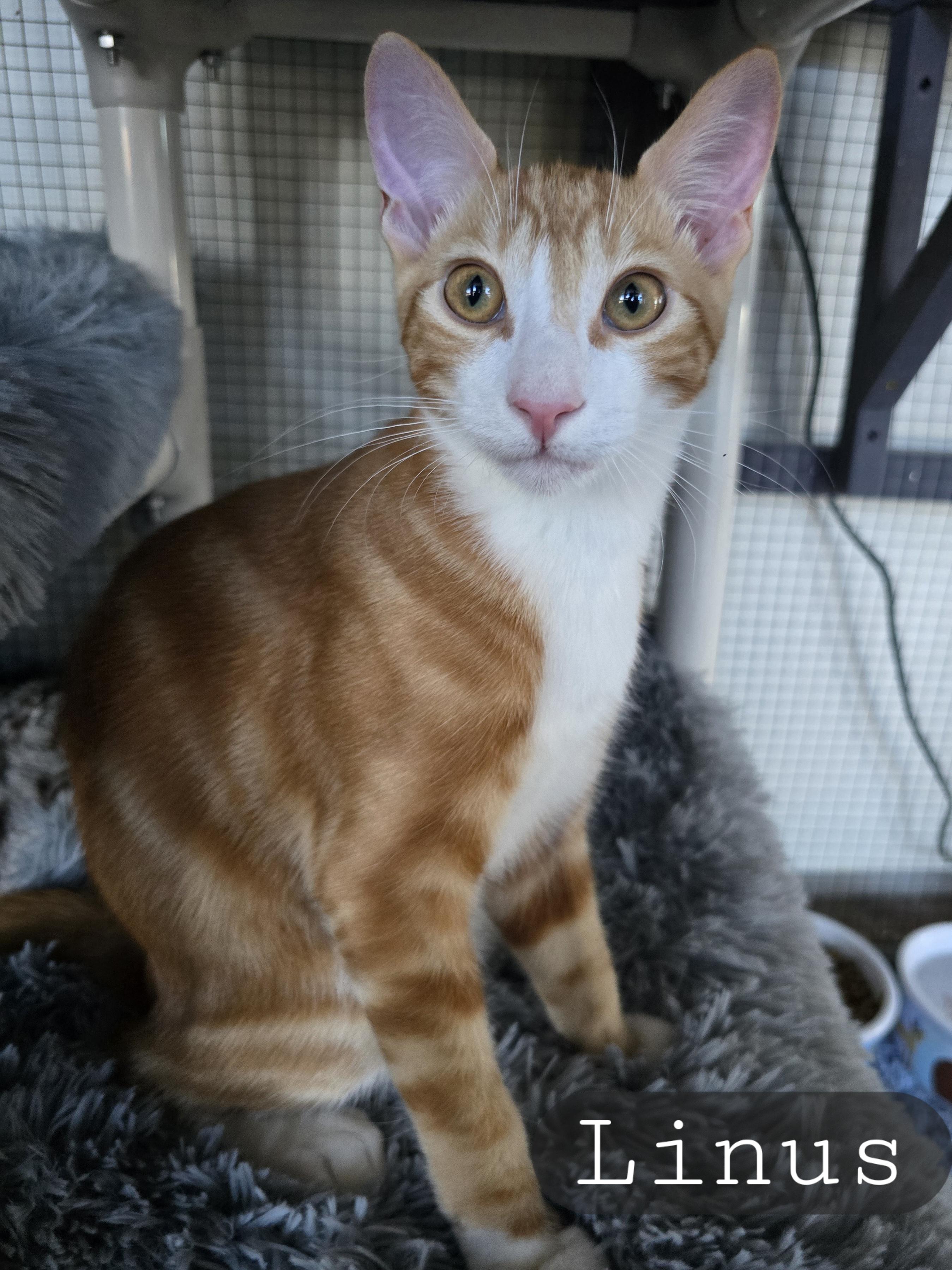 Enlarge Linus and Loki, a Adoptable Tabby in Redwood City, CA image 3/4