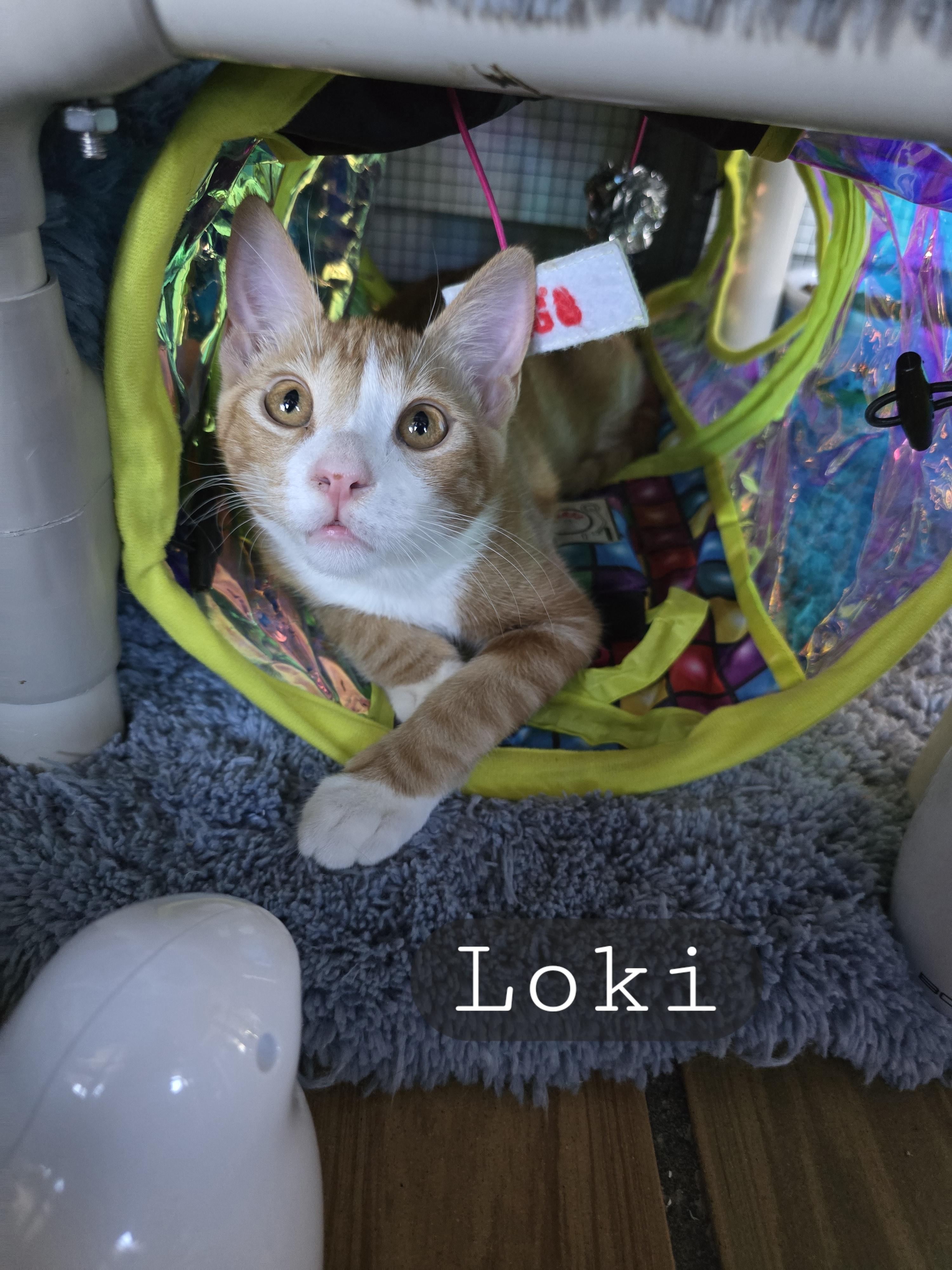 Linus and Loki, adopted, Young Male Tabby.