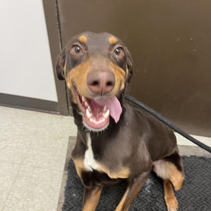 Booker, adopted, Young Male Mixed Breed.