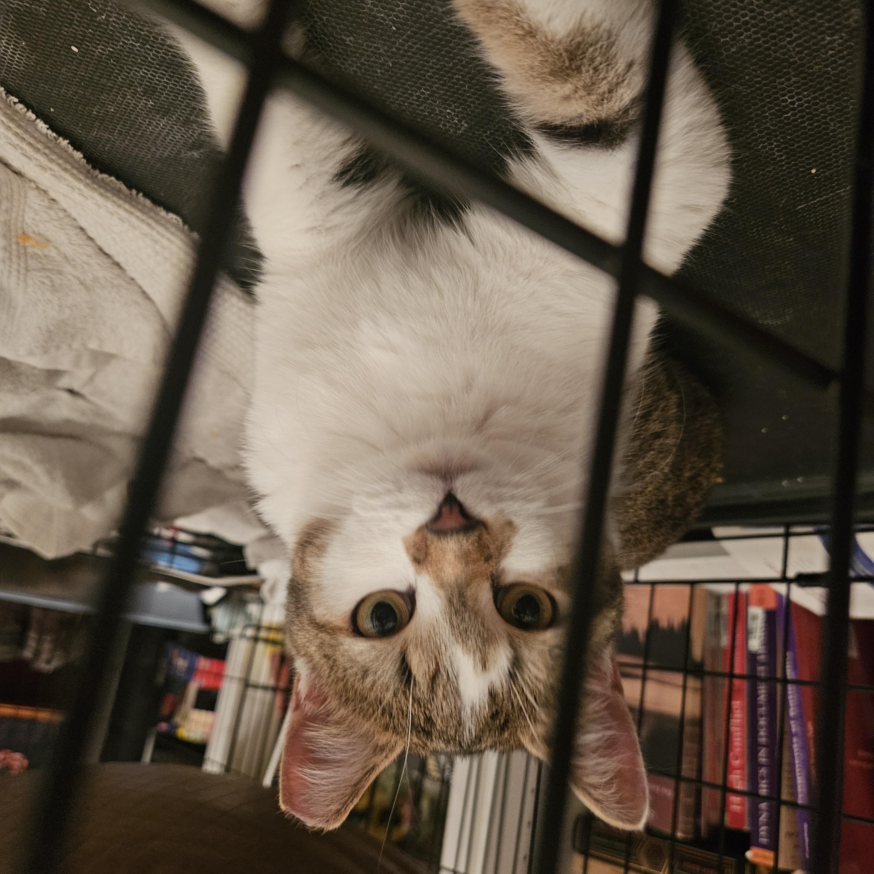 Enlarge Rodemia, a Adoptable Tabby in Wilmington, NC image 5/6