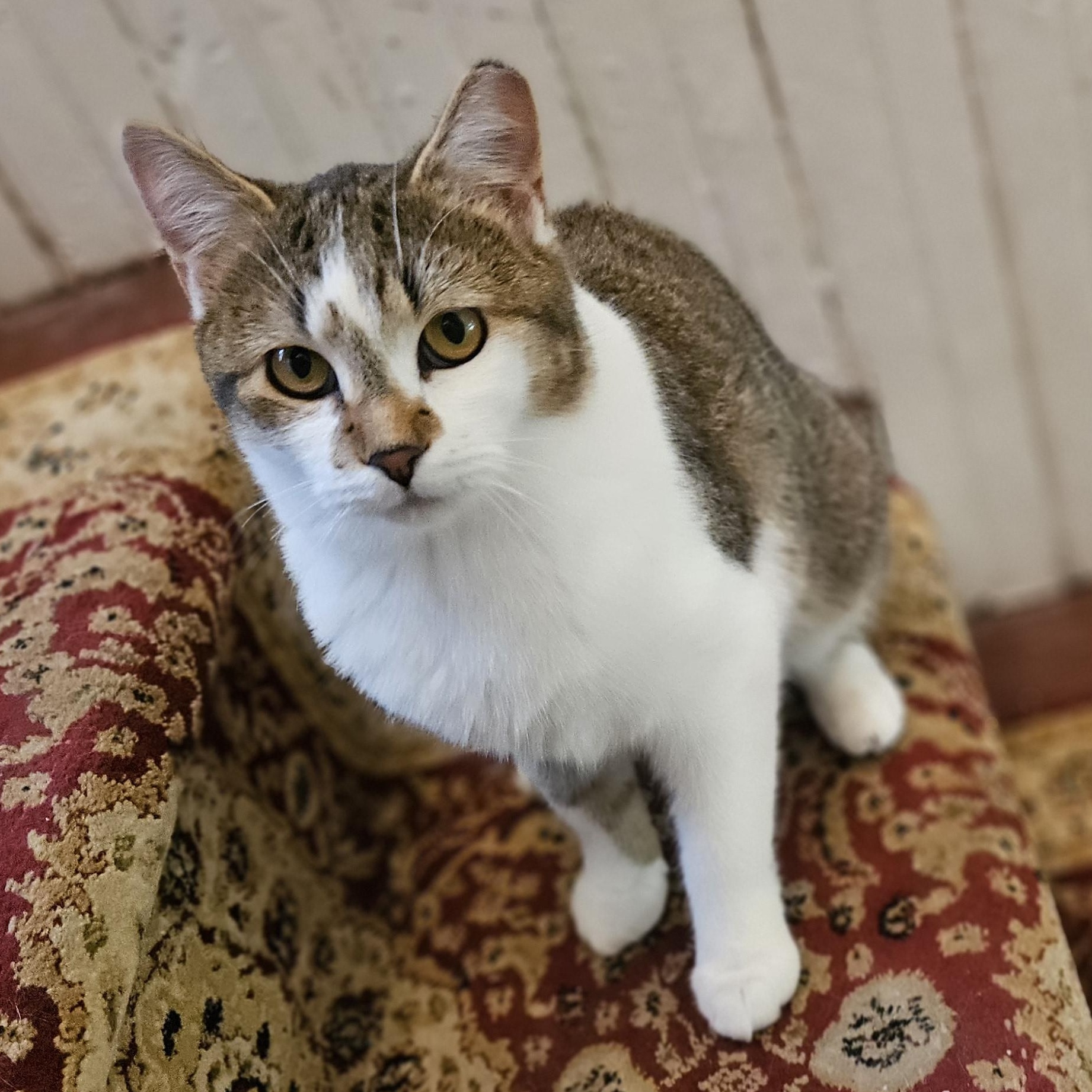 Enlarge Rodemia, a Adoptable Tabby in Wilmington, NC image 1/6