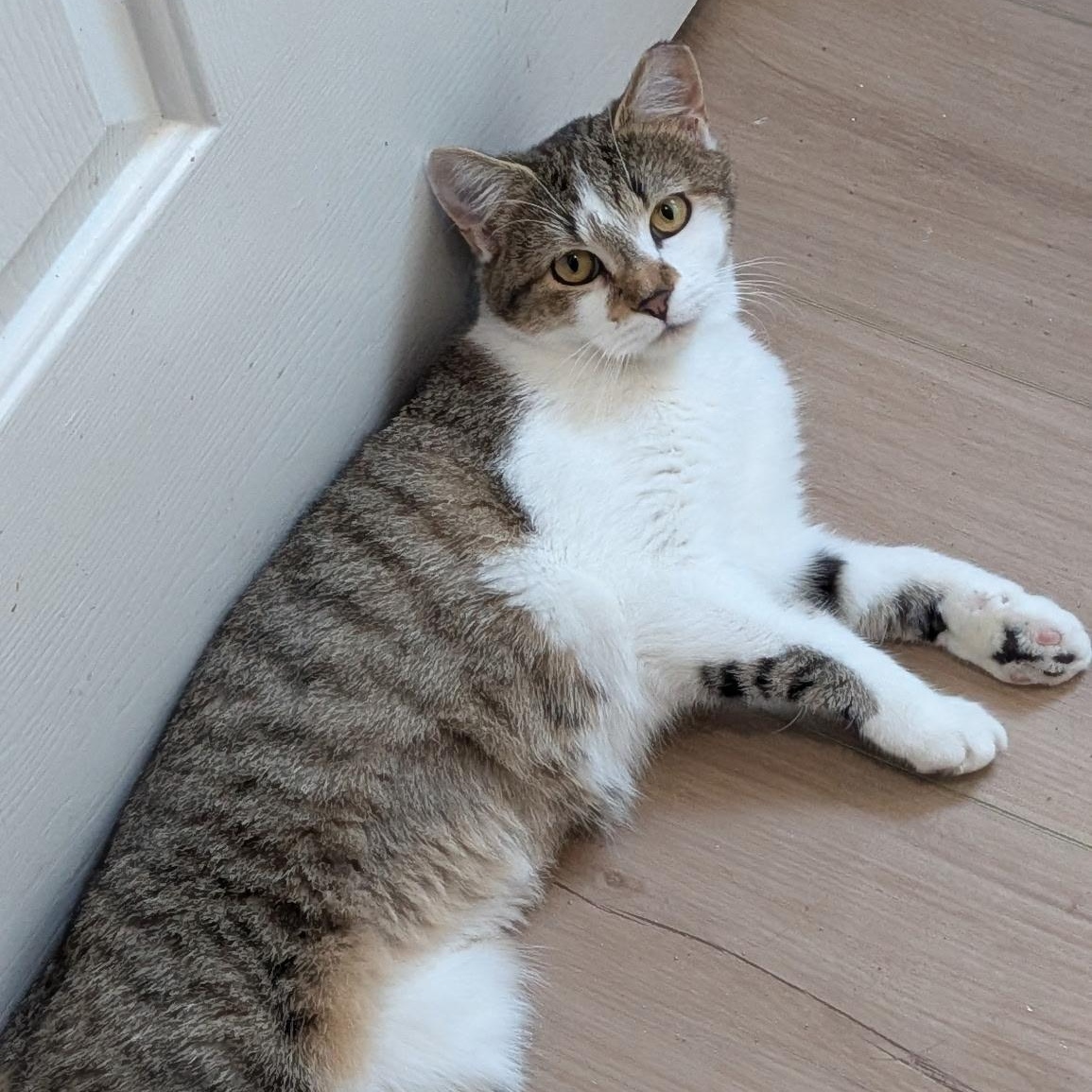 Enlarge Rodemia, a Adoptable Tabby in Wilmington, NC image 2/6