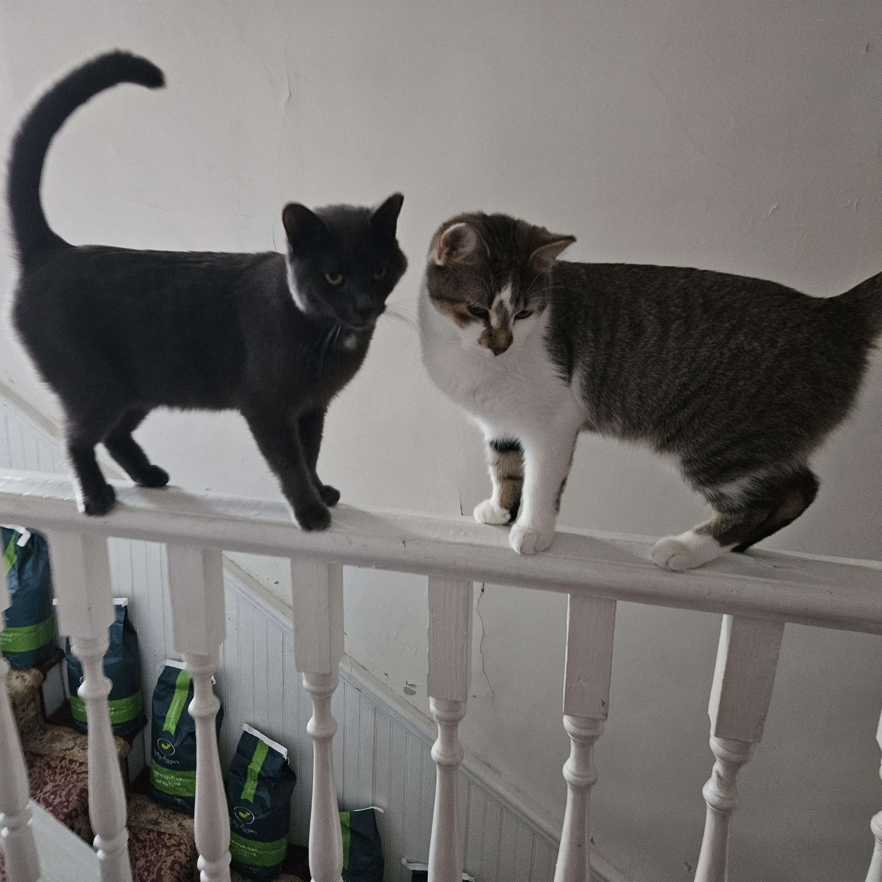 Enlarge Rodemia, a Adoptable Tabby in Wilmington, NC image 2/6