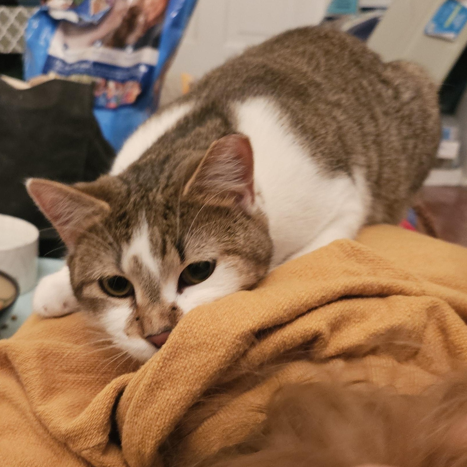 Enlarge Rodemia, a Adoptable Tabby in Wilmington, NC image 5/6