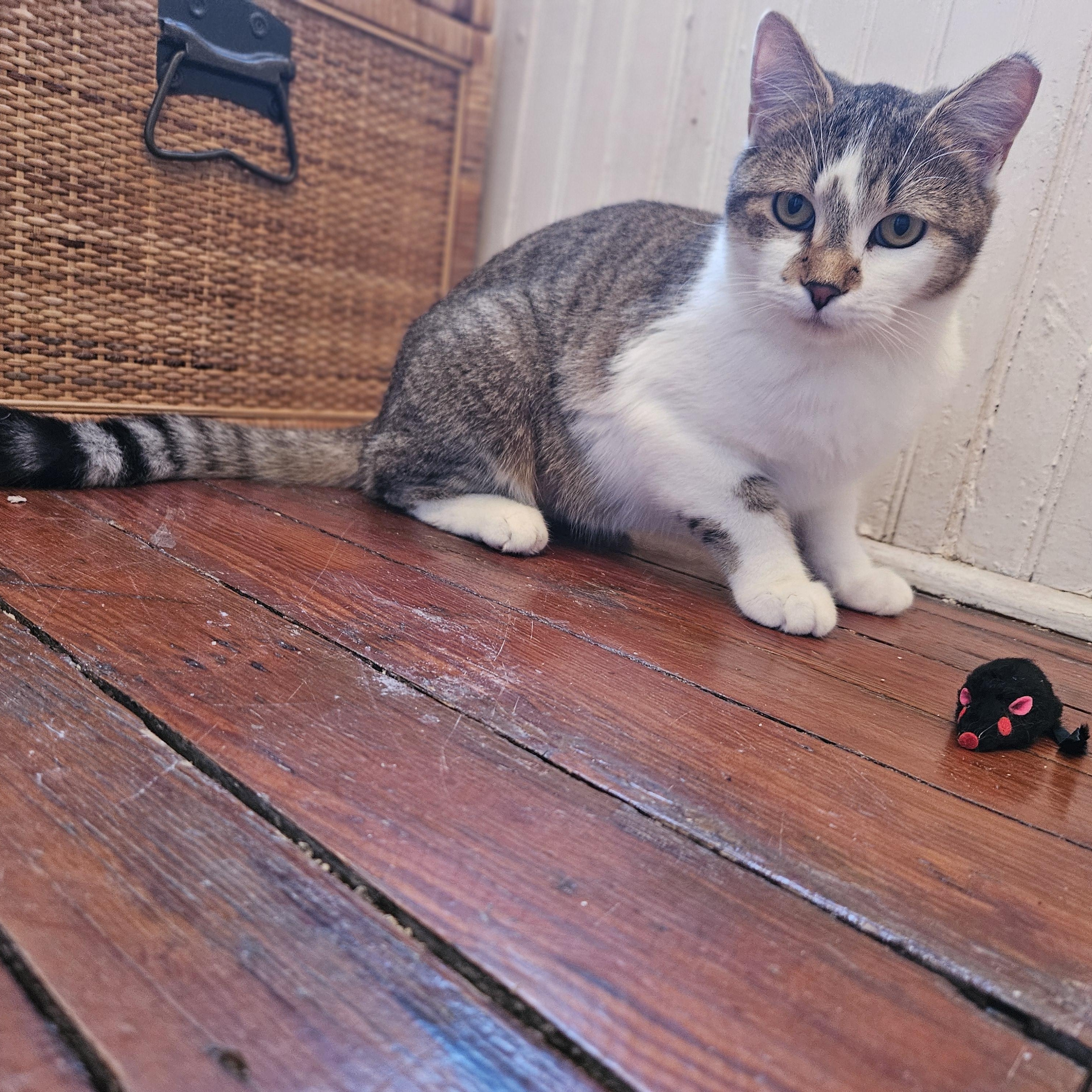 Enlarge Rodemia, a Adoptable Tabby in Wilmington, NC image 4/6