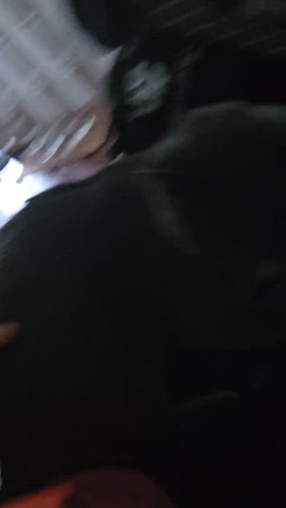 Enlarge Rodemia, a Adoptable Tabby in Wilmington, NC video 6/6