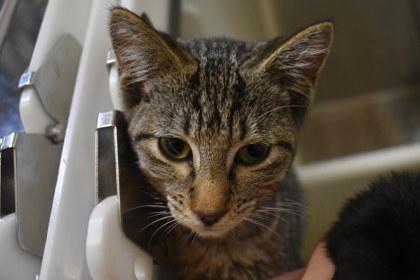Enlarge Elly May, a Adoptable mixed breed in Kansas City, MO image 2/2