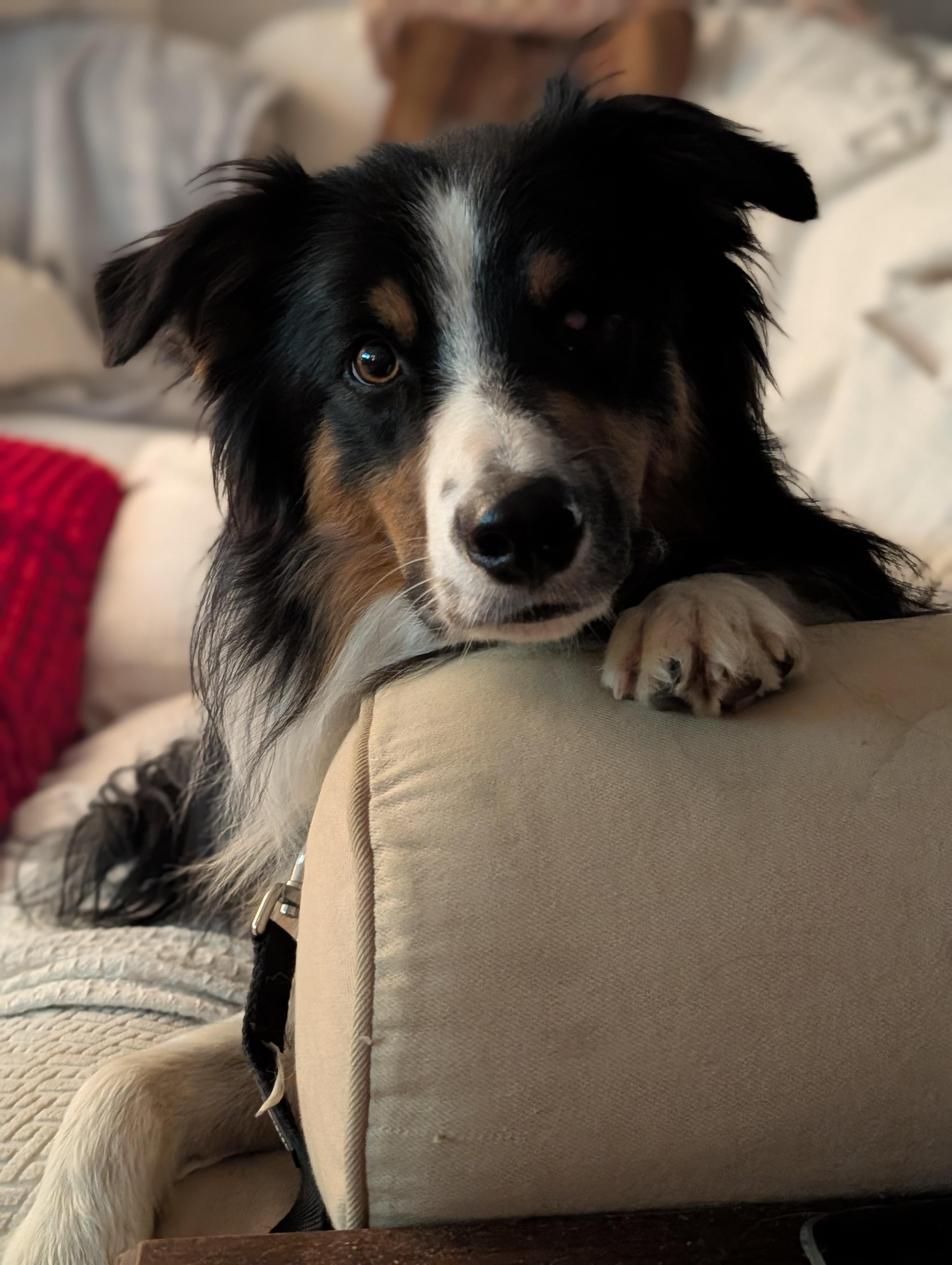 Enlarge Fetty, a Adoptable mixed breed in Kingsport, TN image 5/6