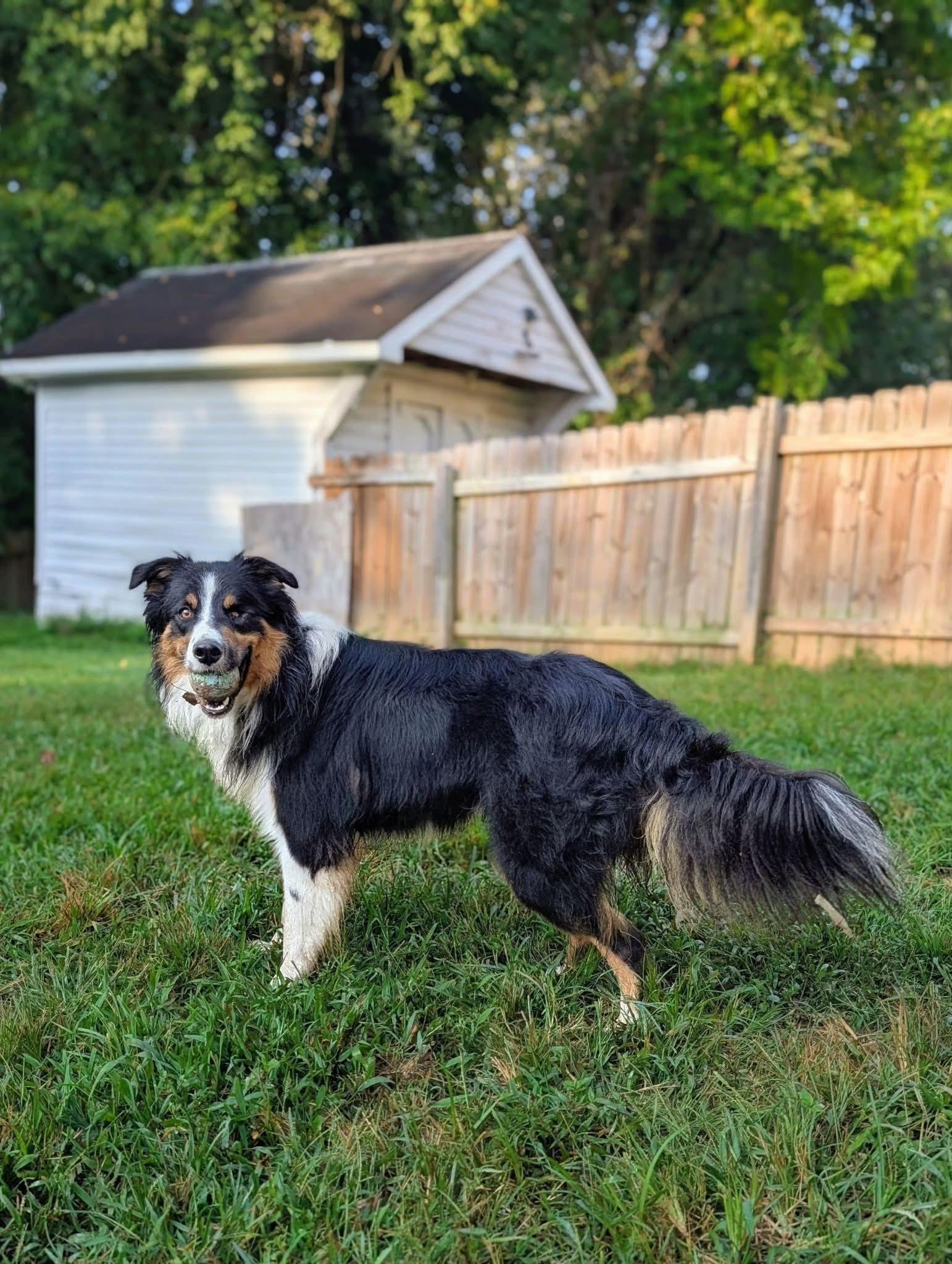 Enlarge Fetty, a Adoptable mixed breed in Kingsport, TN image 3/6