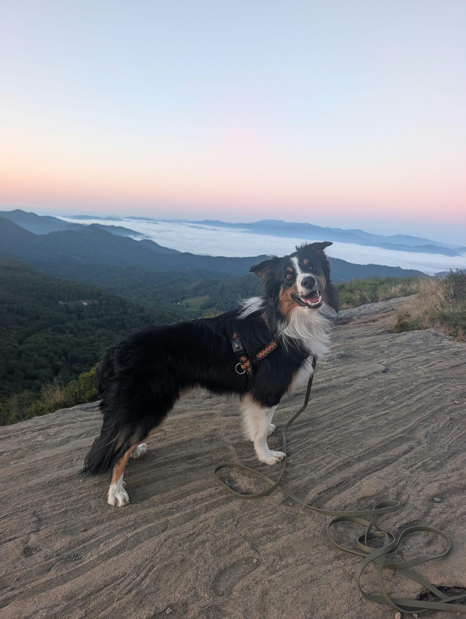 Fetty, Adoptable, Adult Male Australian Shepherd & Border Collie.