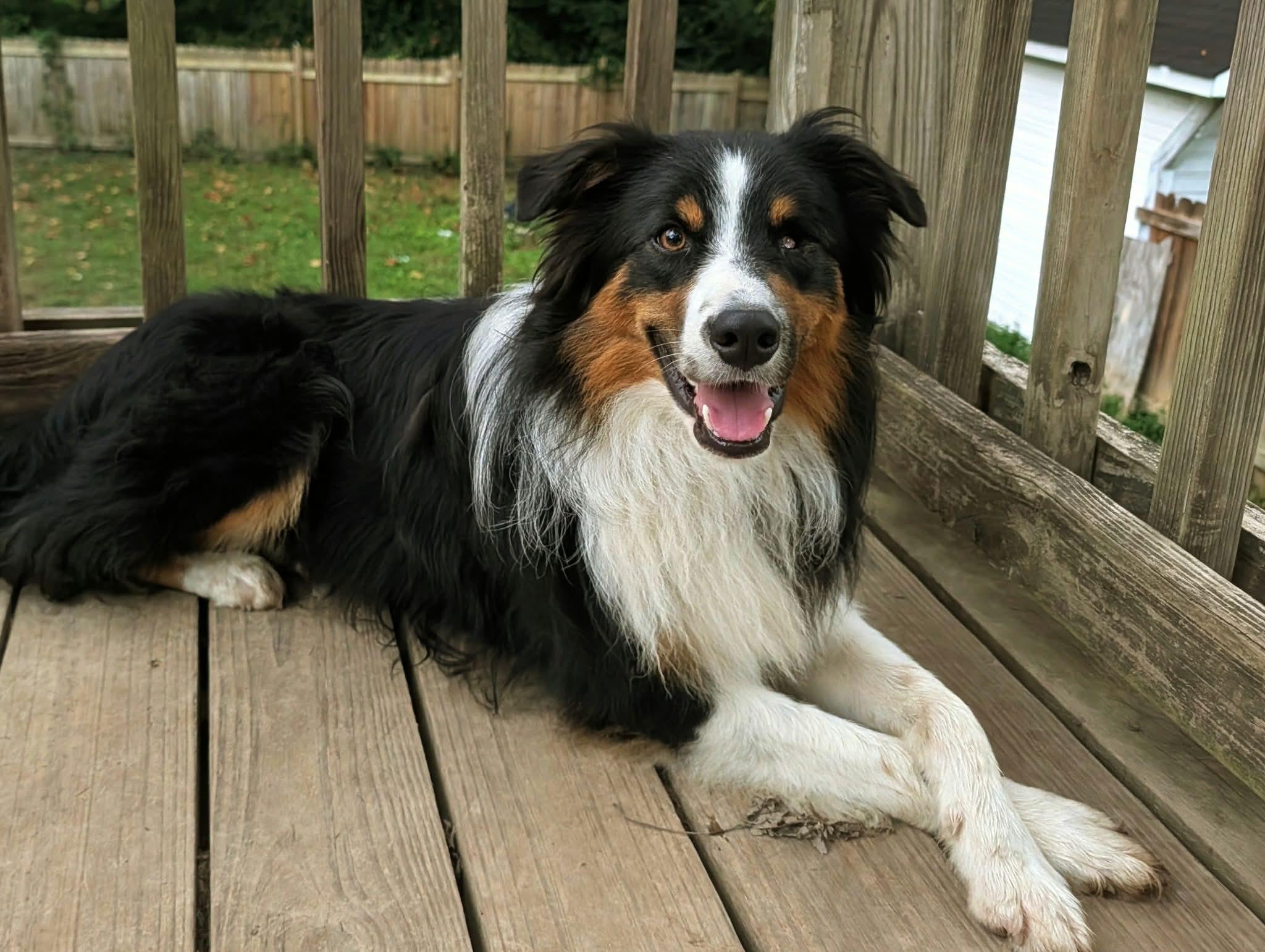 Enlarge Fetty, a Adoptable mixed breed in Kingsport, TN image 2/6