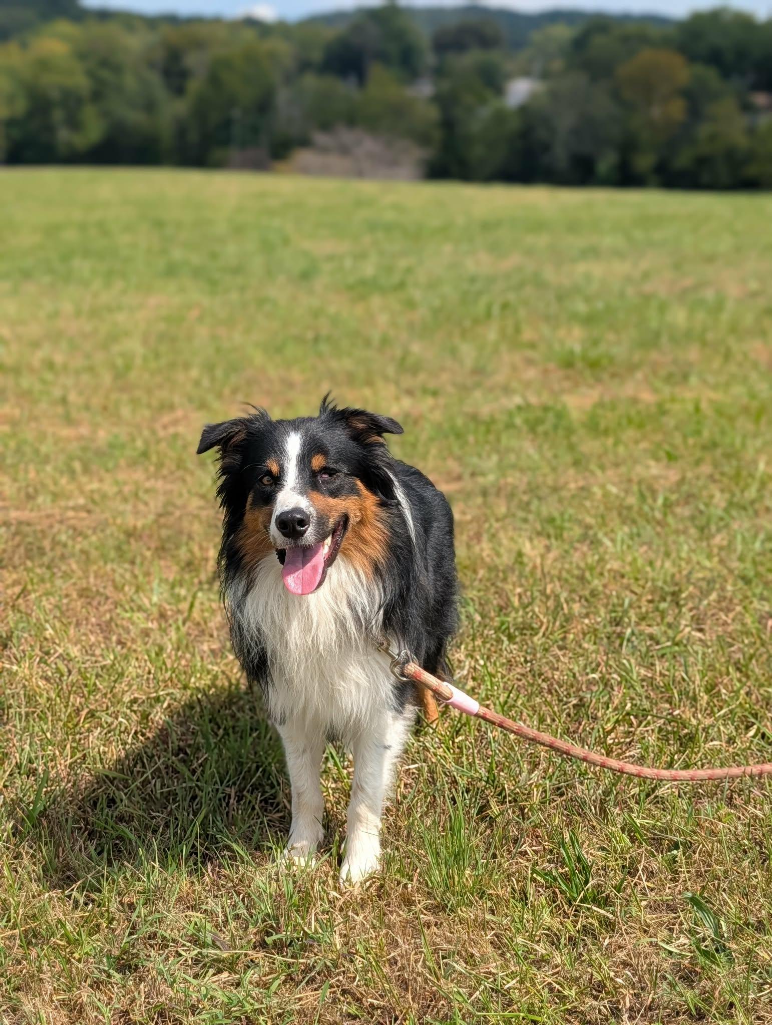 Enlarge Fetty, a Adoptable mixed breed in Kingsport, TN image 4/6