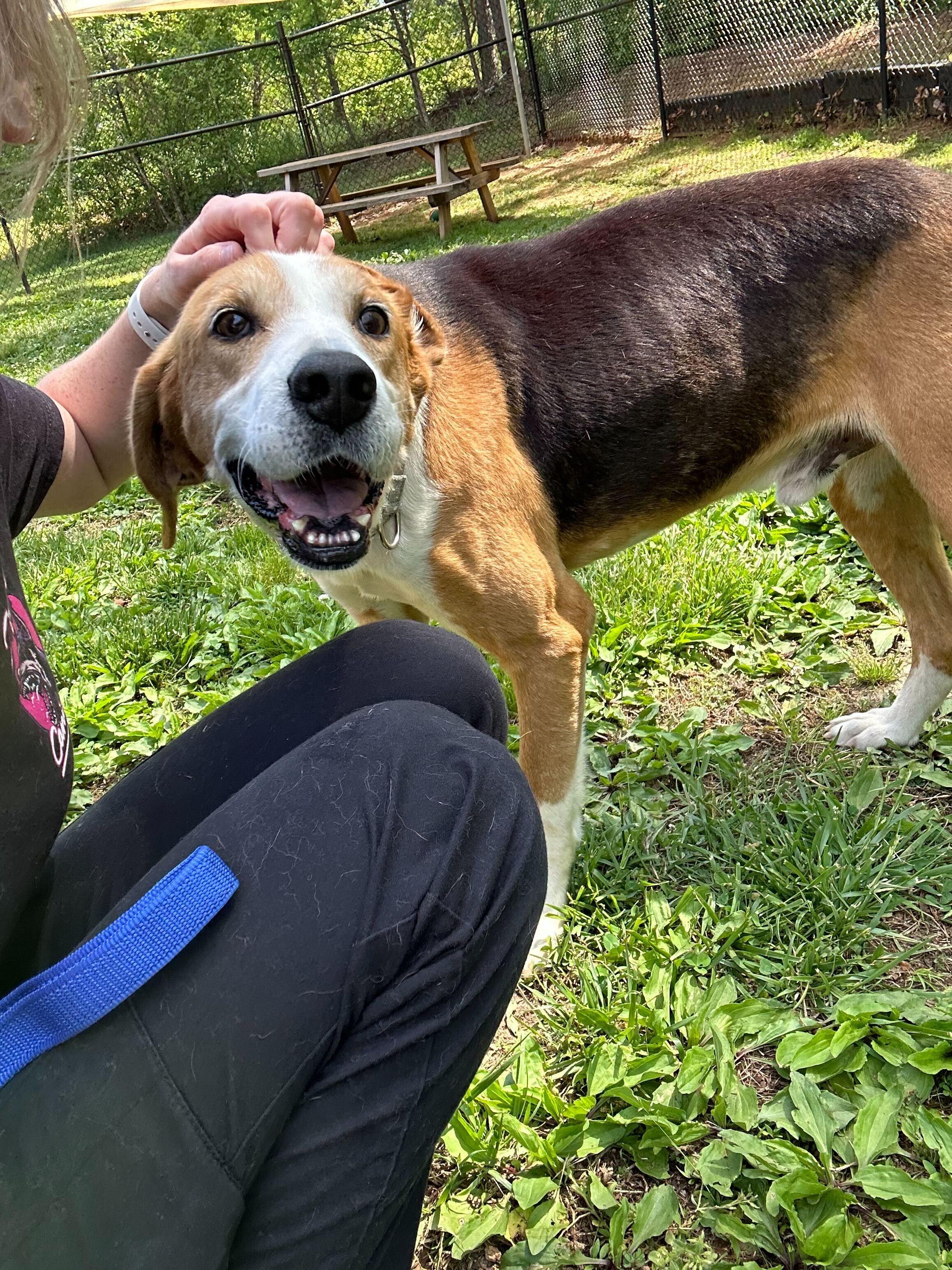 Enlarge Lone Star, a ADOPTABLE American Foxhound in Maidens, VA image 3/3