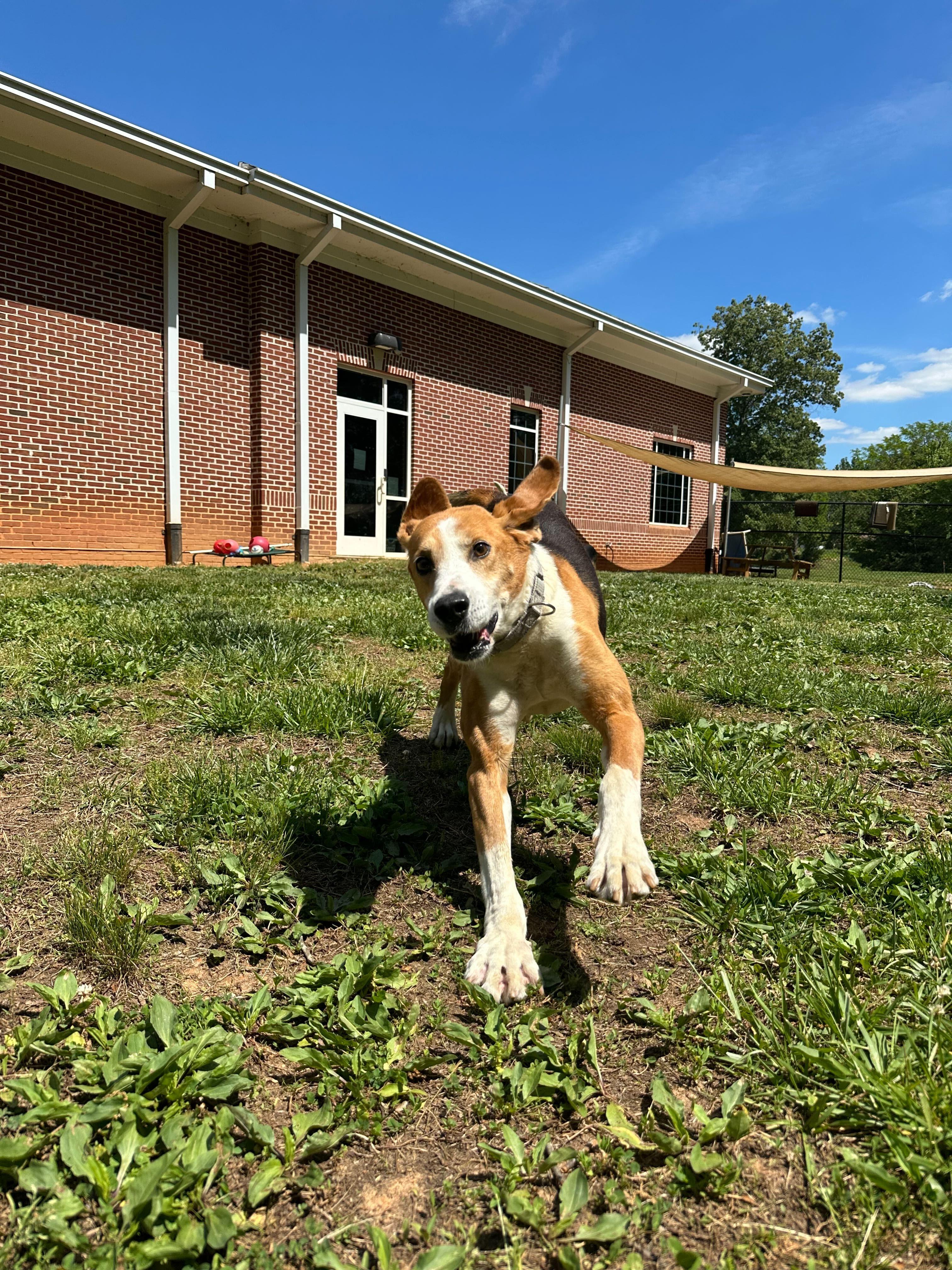 Enlarge Lone Star, a ADOPTABLE American Foxhound in Maidens, VA image 2/3