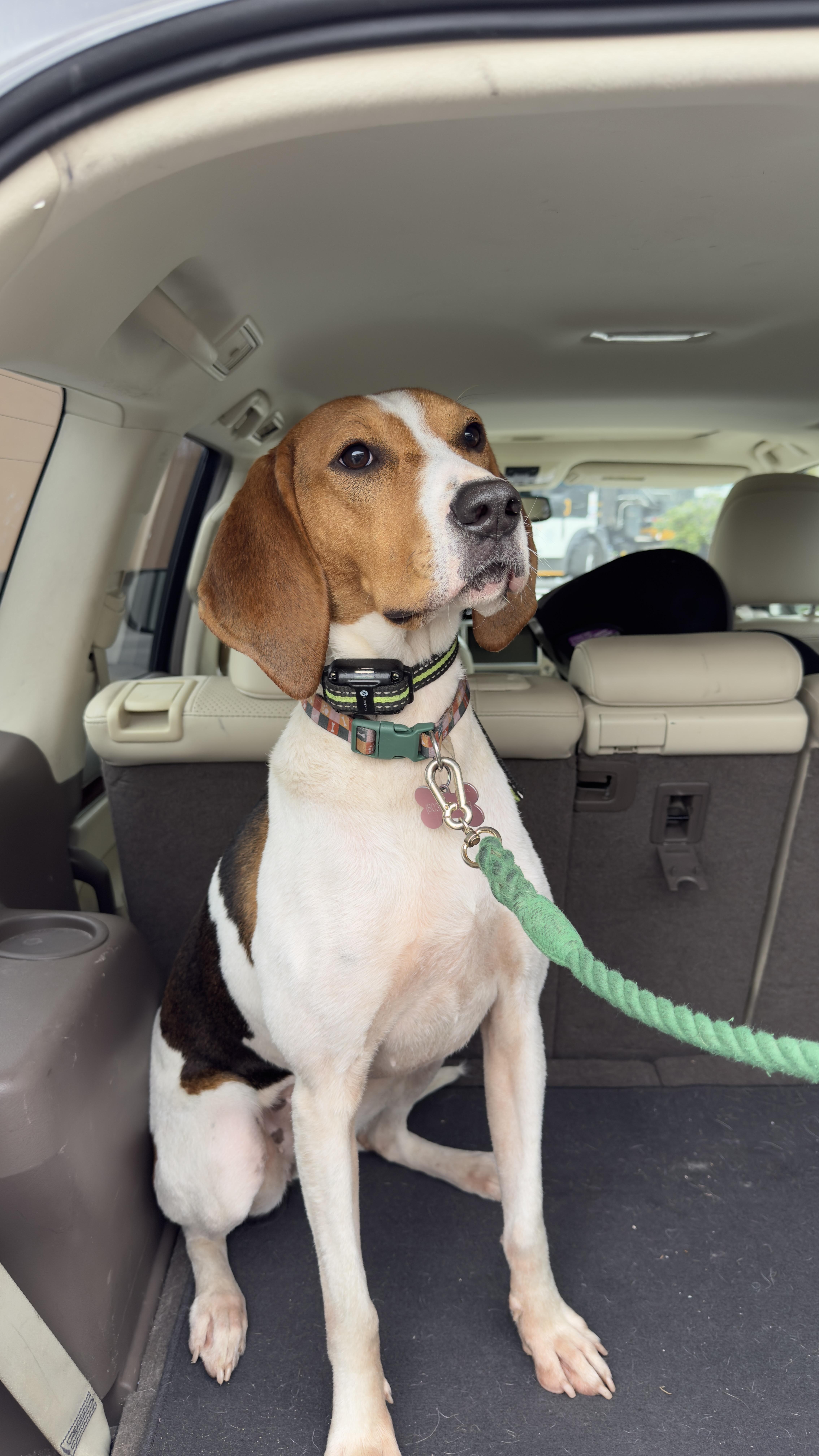 Mango, a ADOPTABLE Treeing Walker Coonhound in Johns Island , SC image 5/6