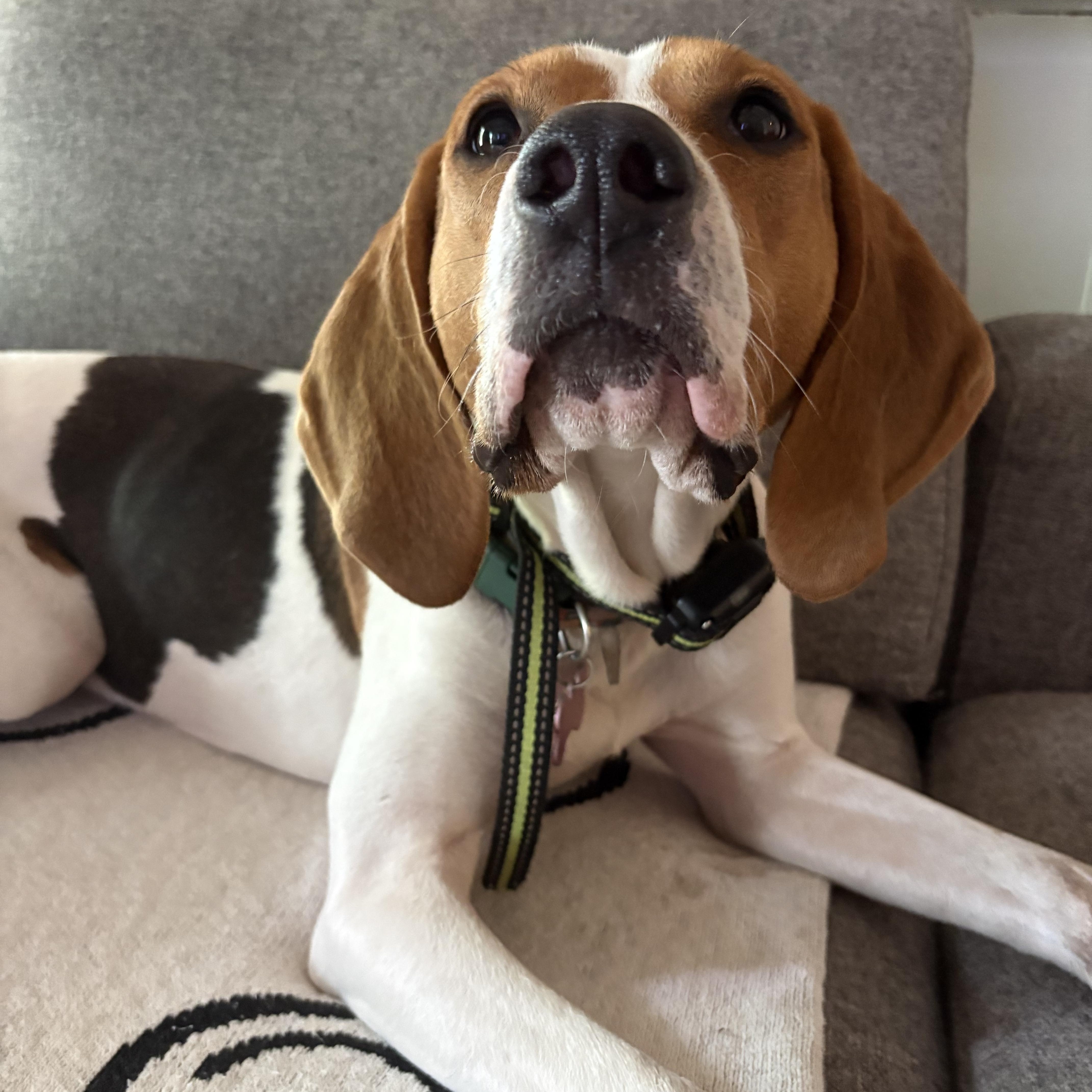 Mango, a ADOPTABLE Treeing Walker Coonhound in Johns Island , SC image 1/6