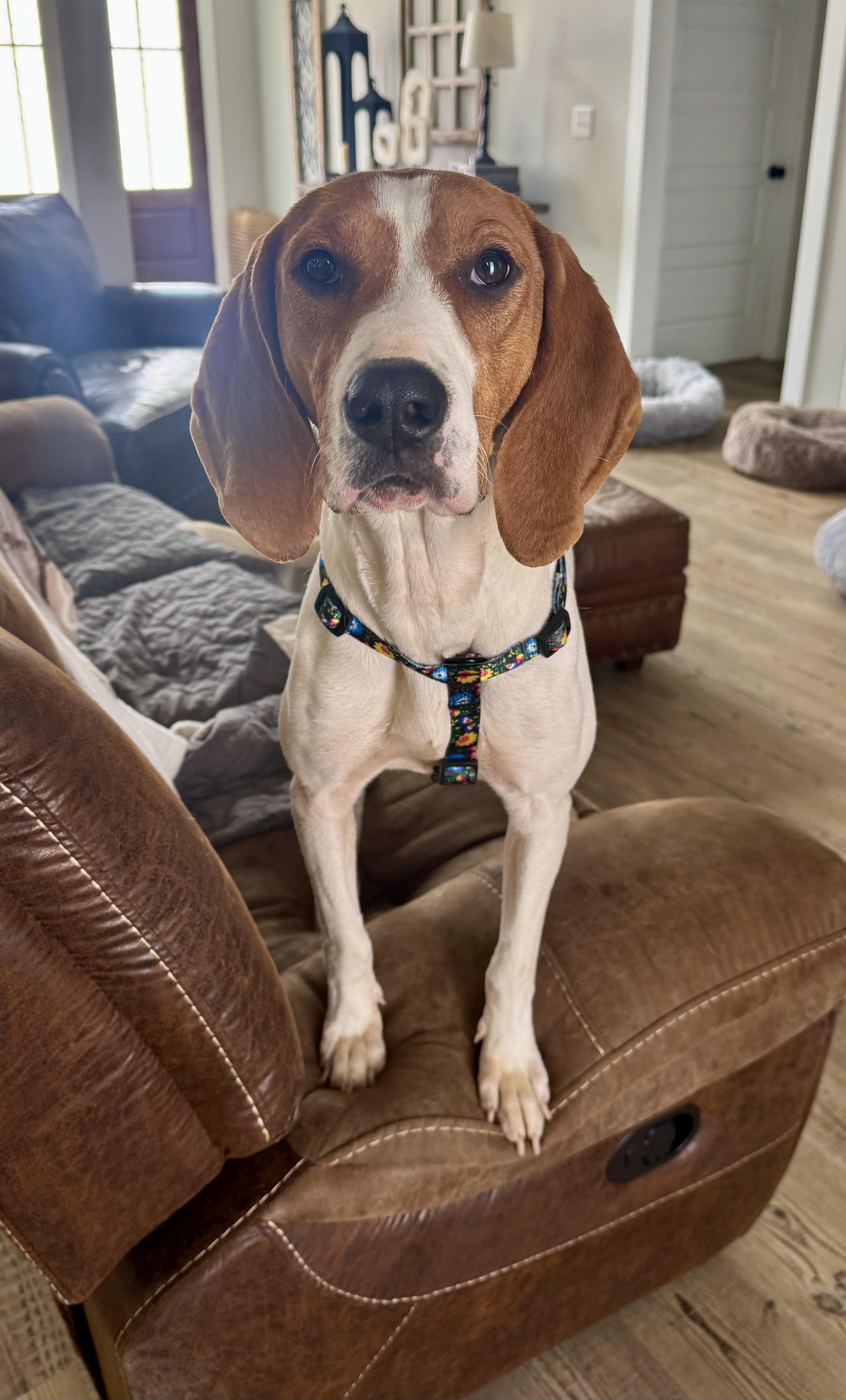 Mango, a ADOPTABLE Treeing Walker Coonhound in Johns Island , SC image 6/6