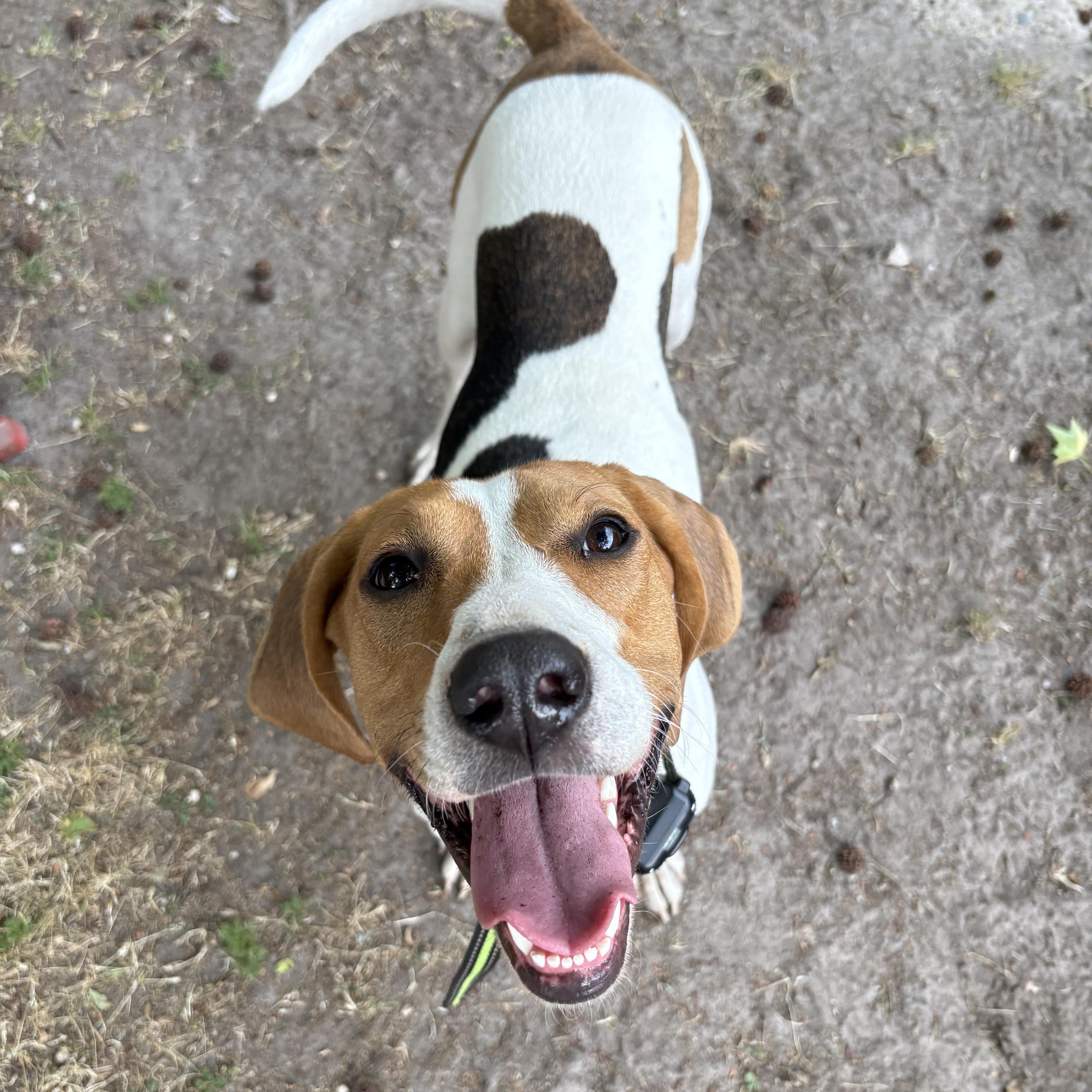 Mango, a ADOPTABLE Treeing Walker Coonhound in Johns Island , SC image 3/6