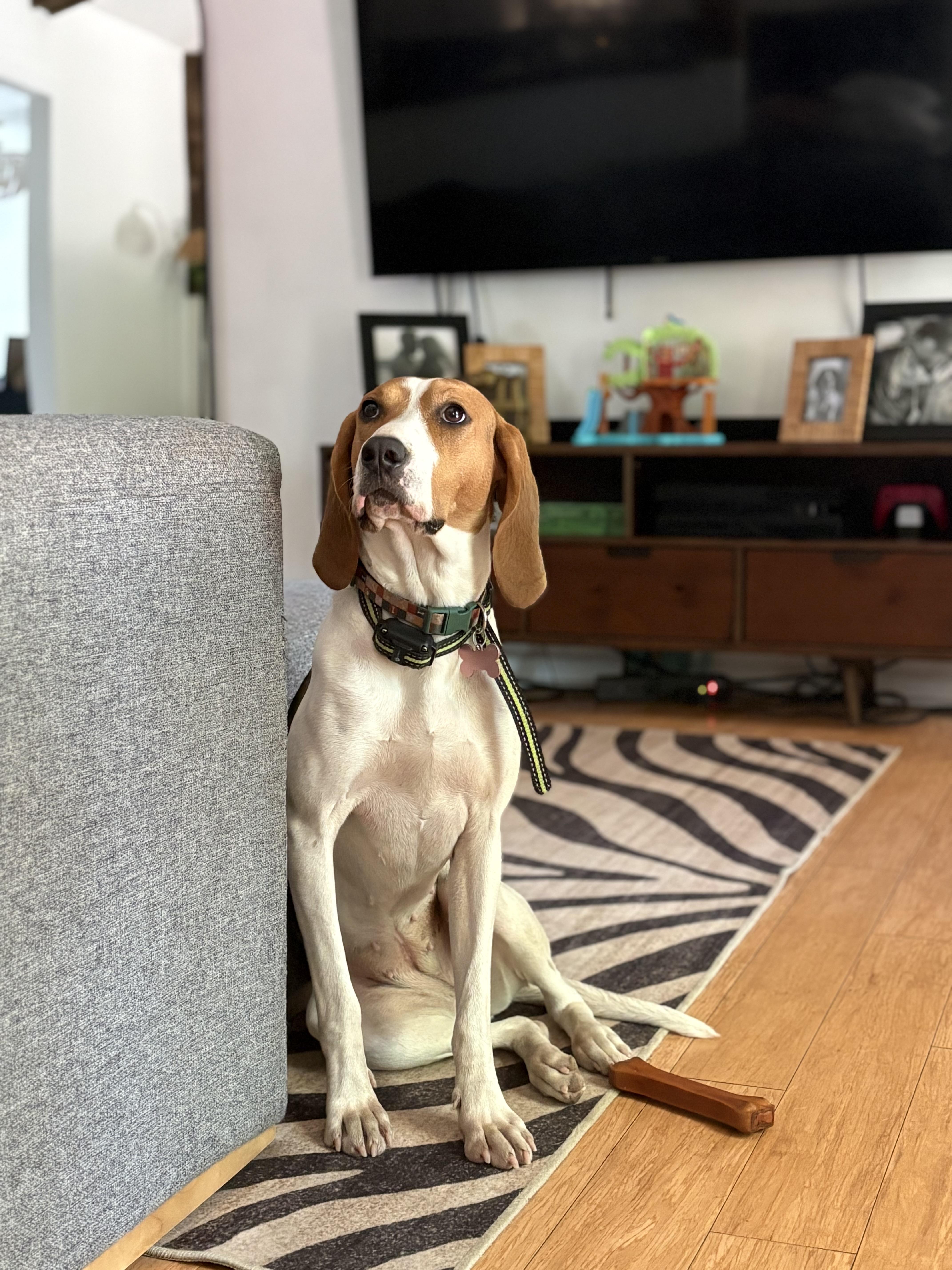Mango, a ADOPTABLE Treeing Walker Coonhound in Johns Island , SC image 4/6