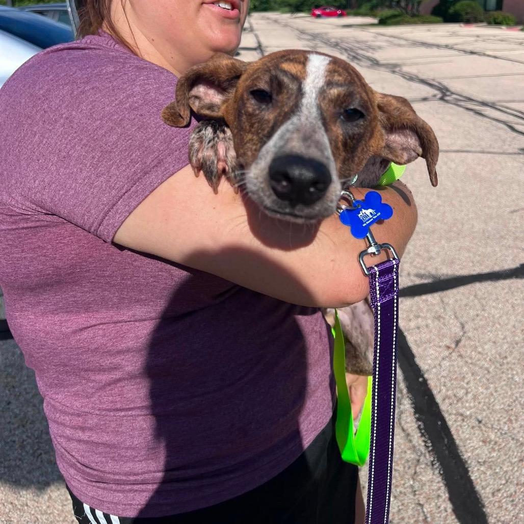 Chico, Adoptable, Puppy Male Beagle & Mixed Breed.