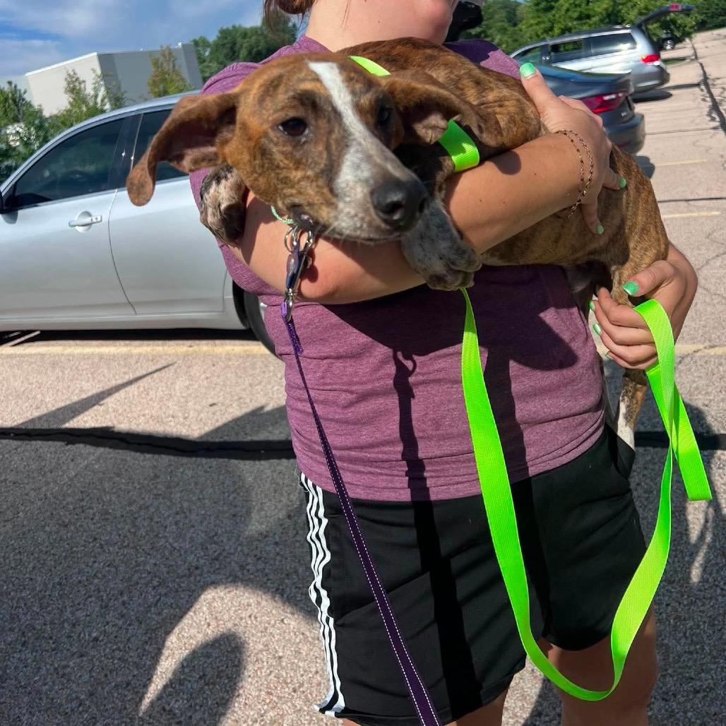 Enlarge Chico, a Adoptable mixed breed in St. Charles, IL image 2/6