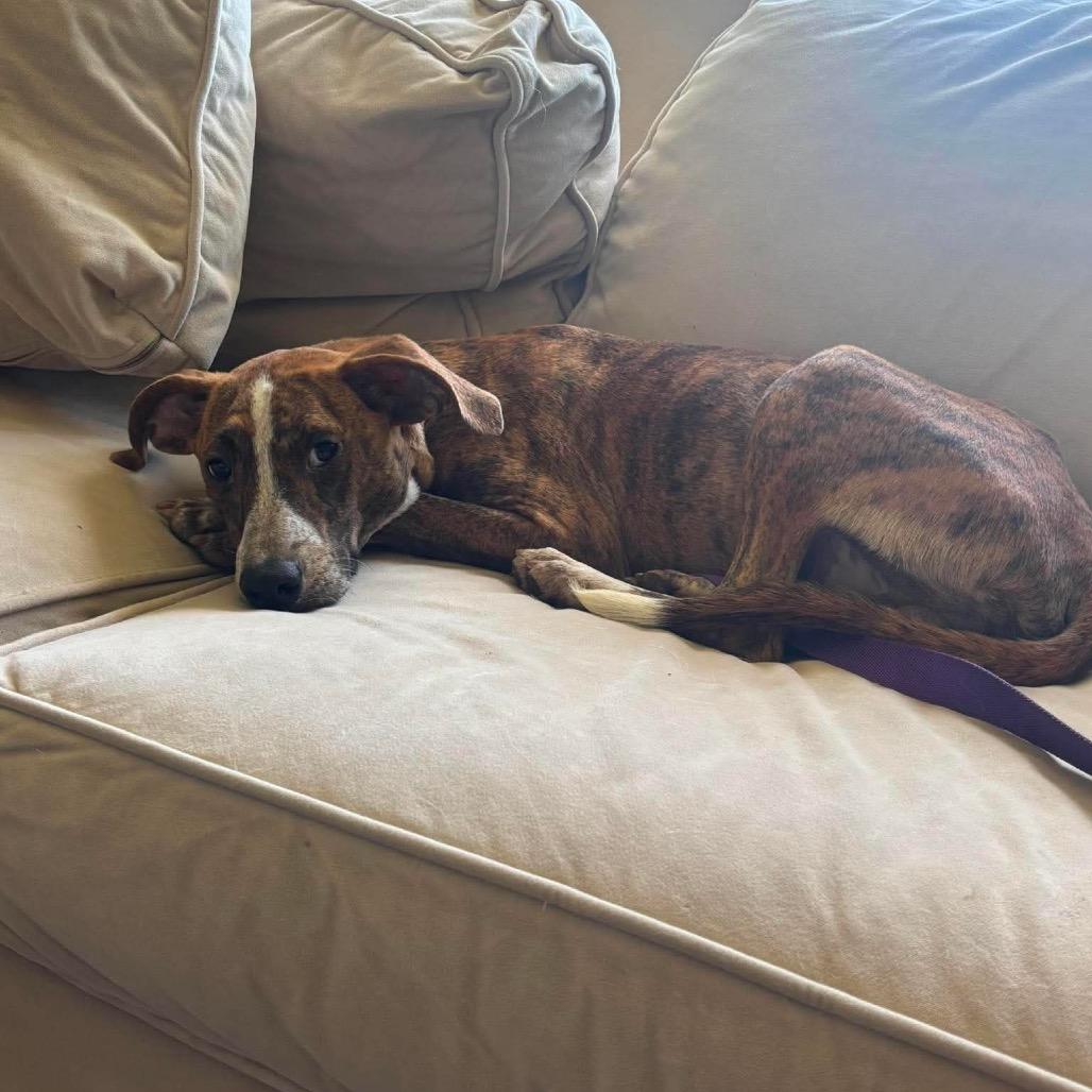 Enlarge Chico, a Adoptable mixed breed in St. Charles, IL image 3/6