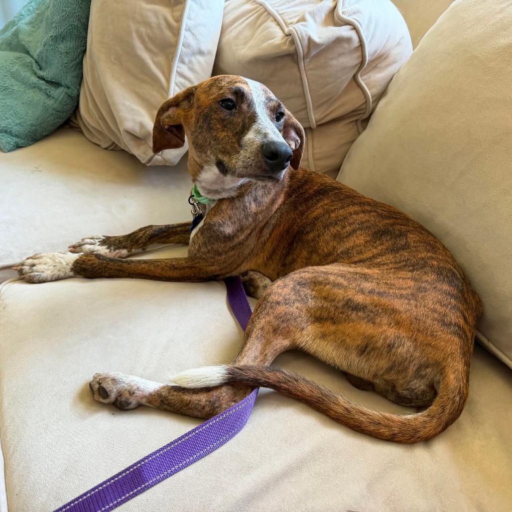 Enlarge Chico, a Adoptable mixed breed in St. Charles, IL image 4/6
