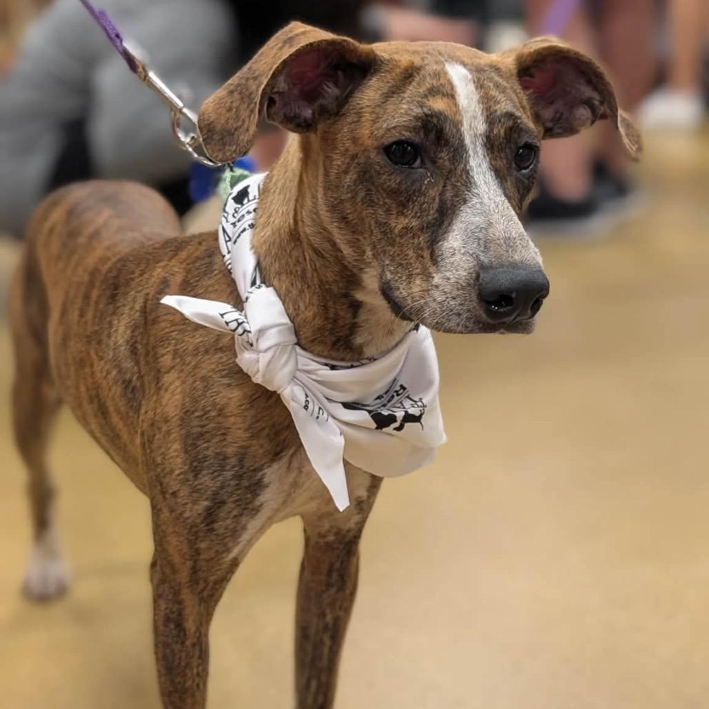 Enlarge Chico, a Adoptable mixed breed in St. Charles, IL image 5/6
