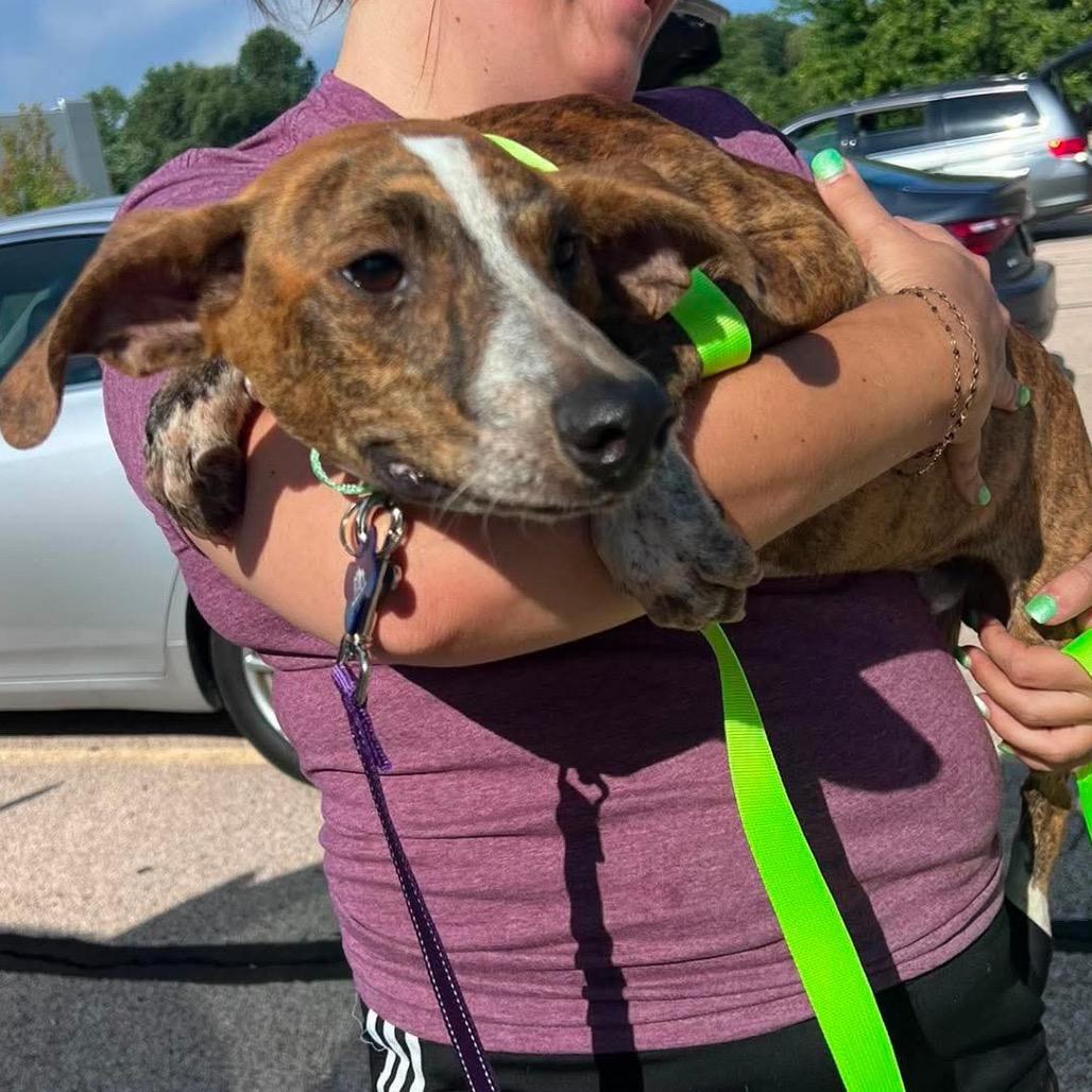 Enlarge Chico, a Adoptable mixed breed in St. Charles, IL image 6/6