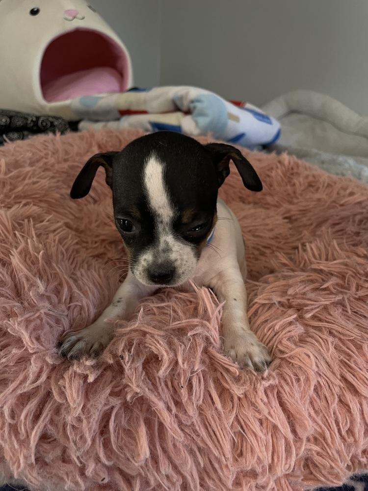 Butterfinger, Adoptable, Puppy Female Chihuahua.