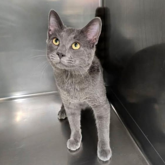 Enlarge Grog, an adopted Domestic Short Hair in Winthrop, ME image 1/1