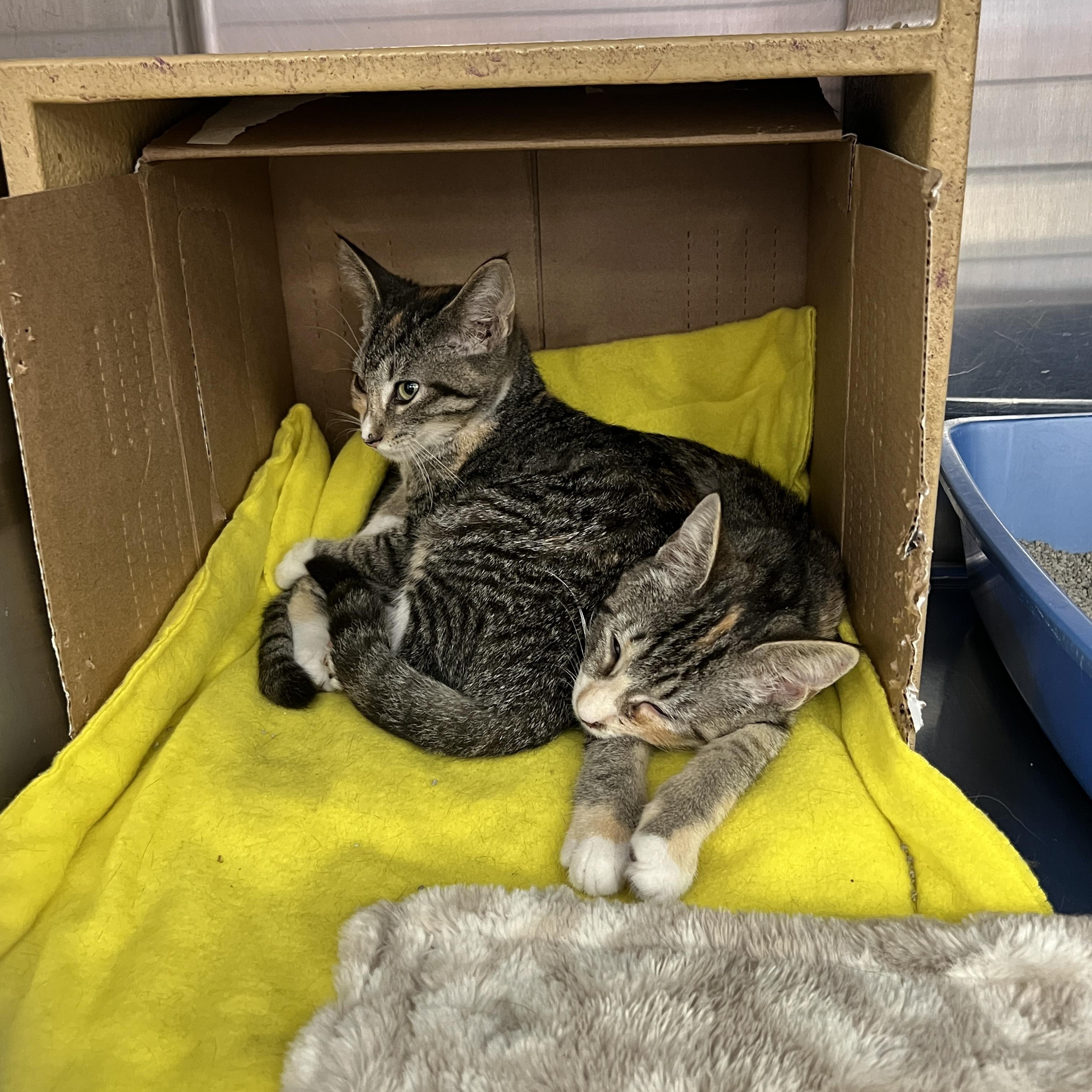 Enlarge Charlie, a ADOPTABLE mixed breed in Palmetto, FL image 2/2