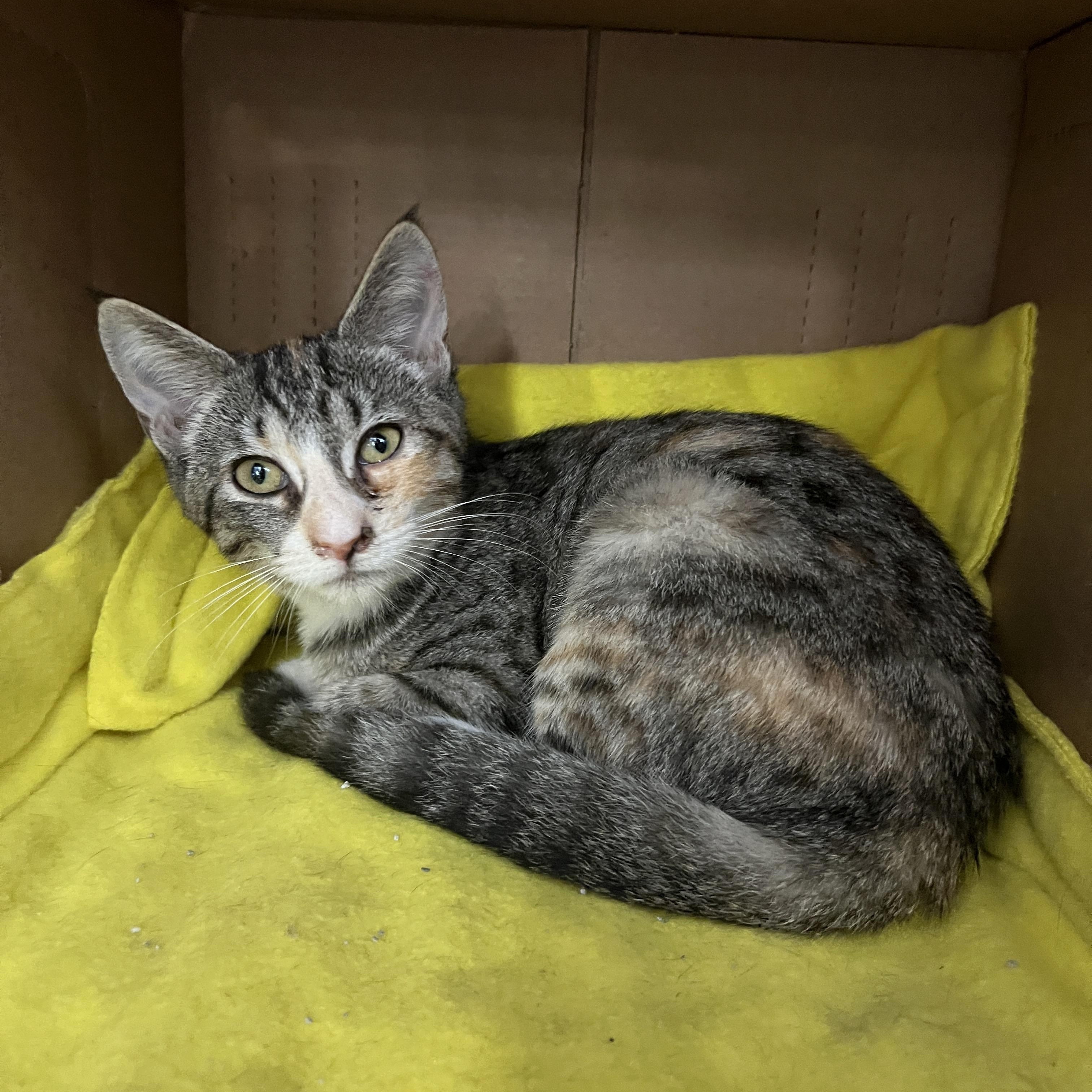 Enlarge Charlie, a ADOPTABLE mixed breed in Palmetto, FL image 1/2