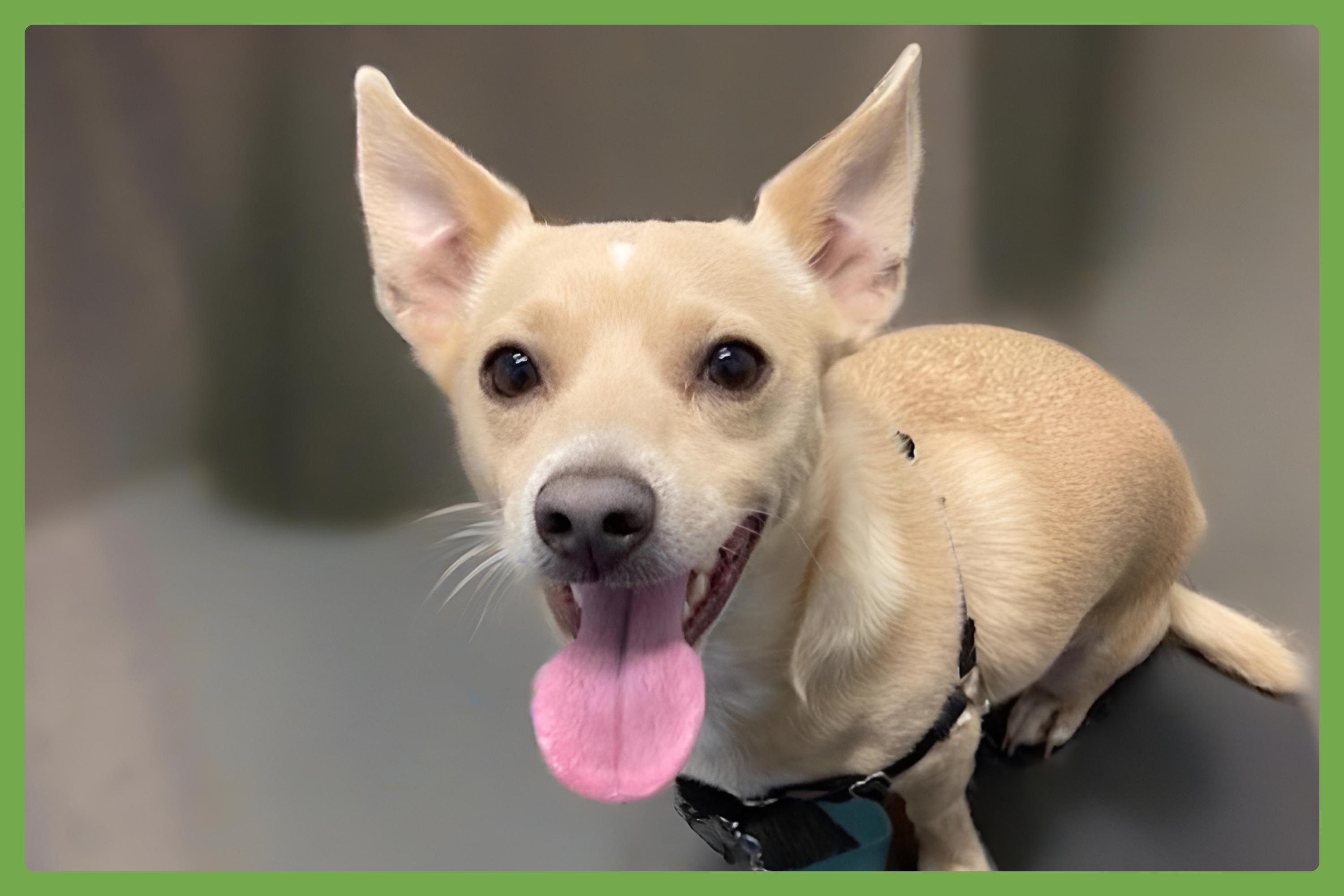 Harley, adopted, Adult Male Chihuahua.