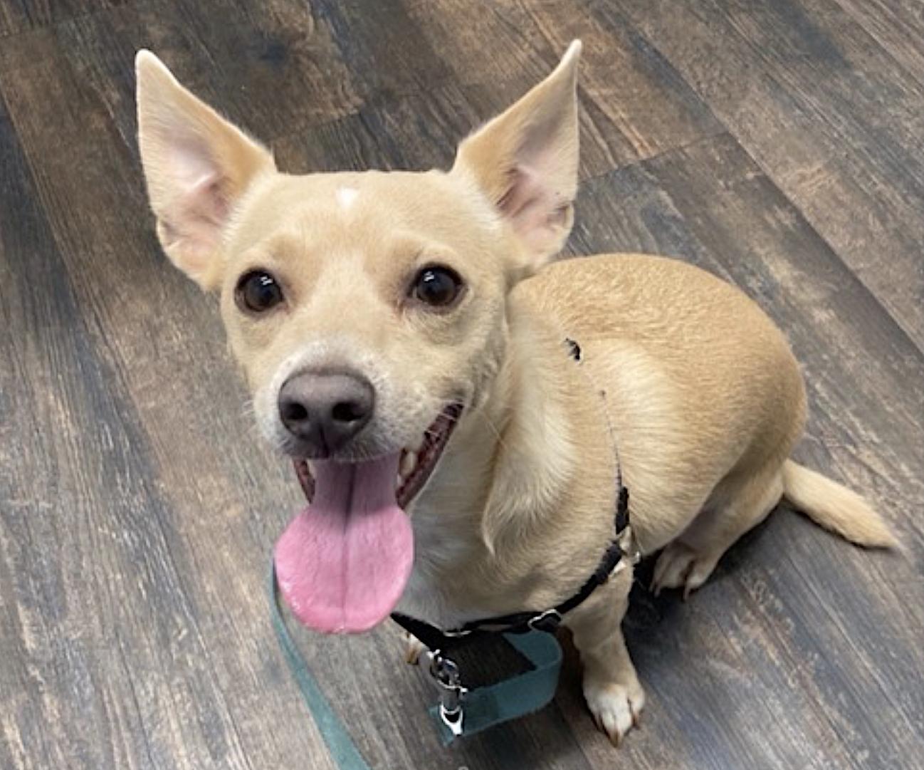 Enlarge Harley, an adopted mixed breed in Amherst, MA image 3/3