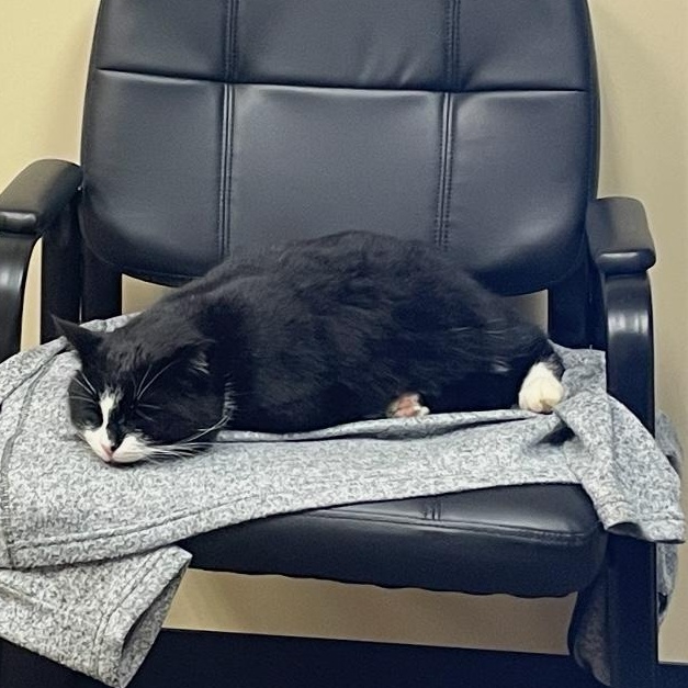 Trix, a Adoptable Domestic Short Hair in Sayville, NY image 5/6