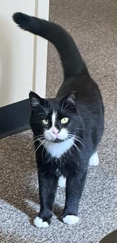 Trix, a Adoptable Domestic Short Hair in Sayville, NY image 2/6