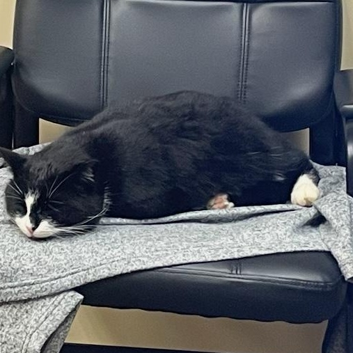 Trix, a Adoptable Domestic Short Hair in Sayville, NY image 6/6