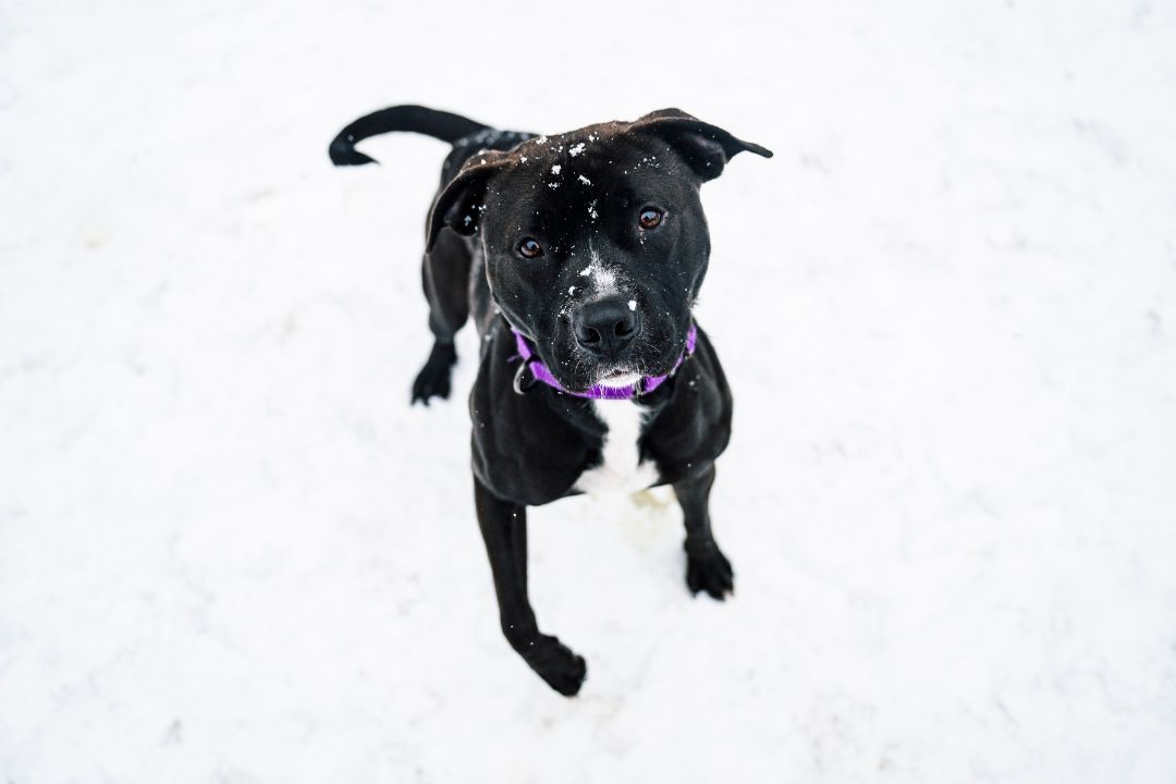 Shamus, a Adoptable American Staffordshire Terrier in Paris, ME image 4/4