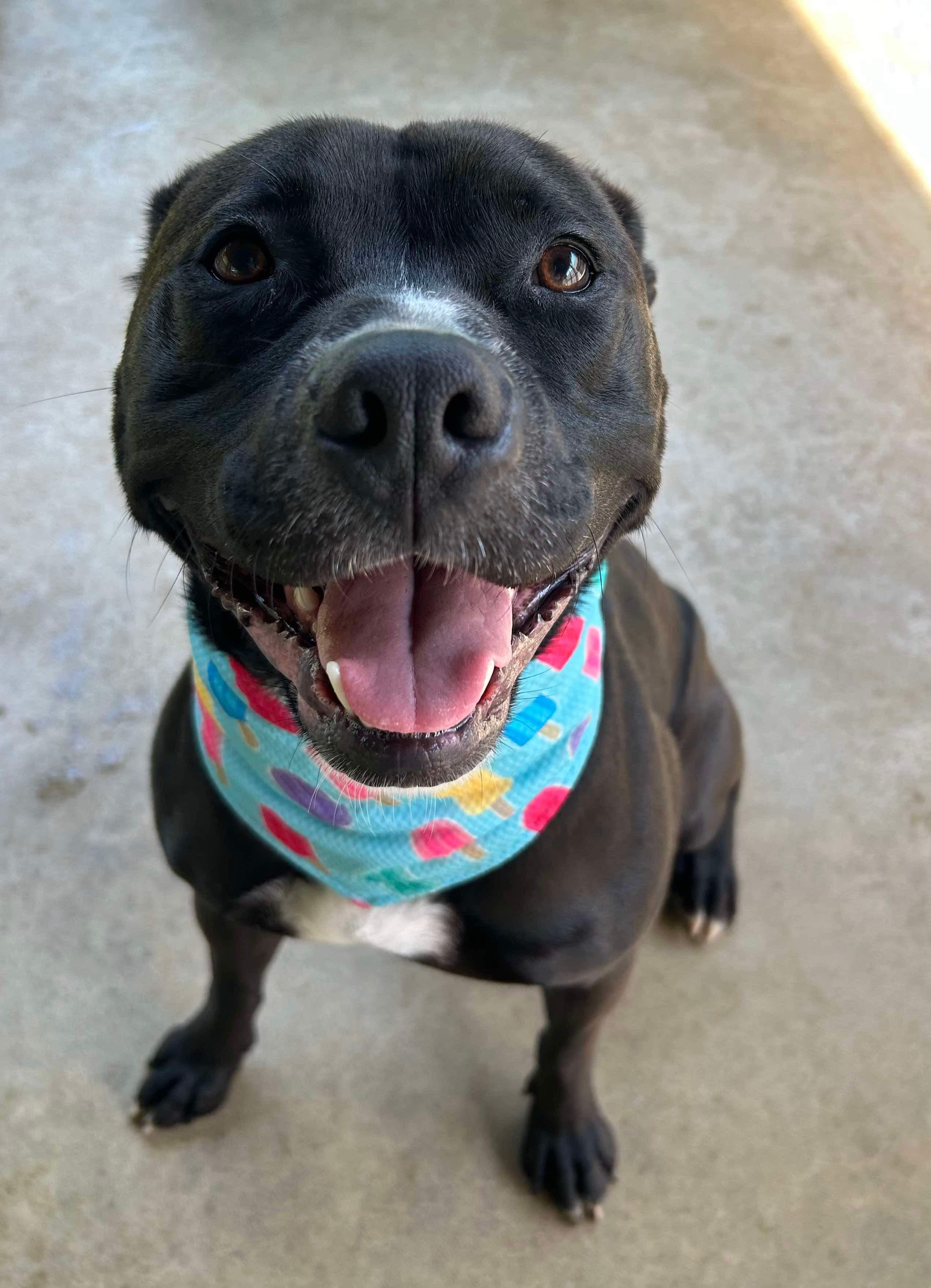 Shamus, a Adoptable American Staffordshire Terrier in Paris, ME image 2/4