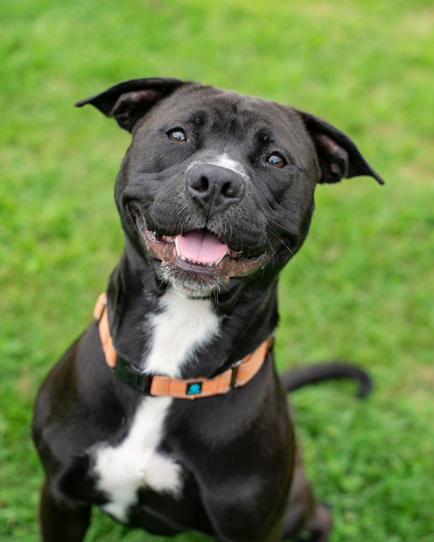 Shamus, a Adoptable American Staffordshire Terrier in Paris, ME image 3/4