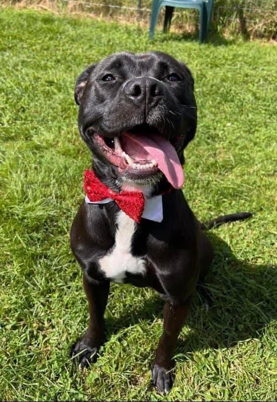 Shamus, a Adoptable American Staffordshire Terrier in Paris, ME image 1/4