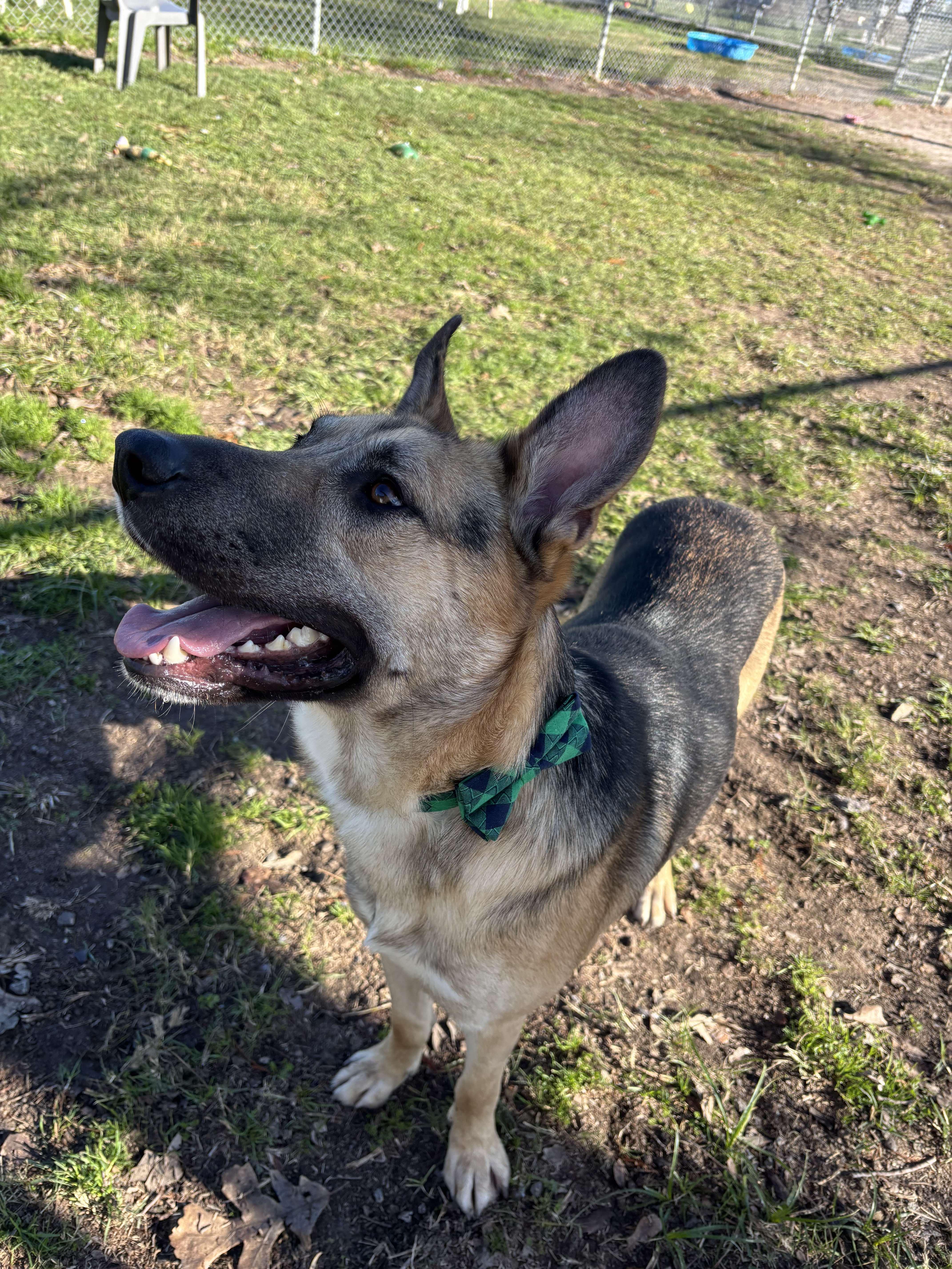 Enlarge Lucas( gentle, intelligent, house trained), a Adoptable mixed breed in Lockbourne, OH image 4/4