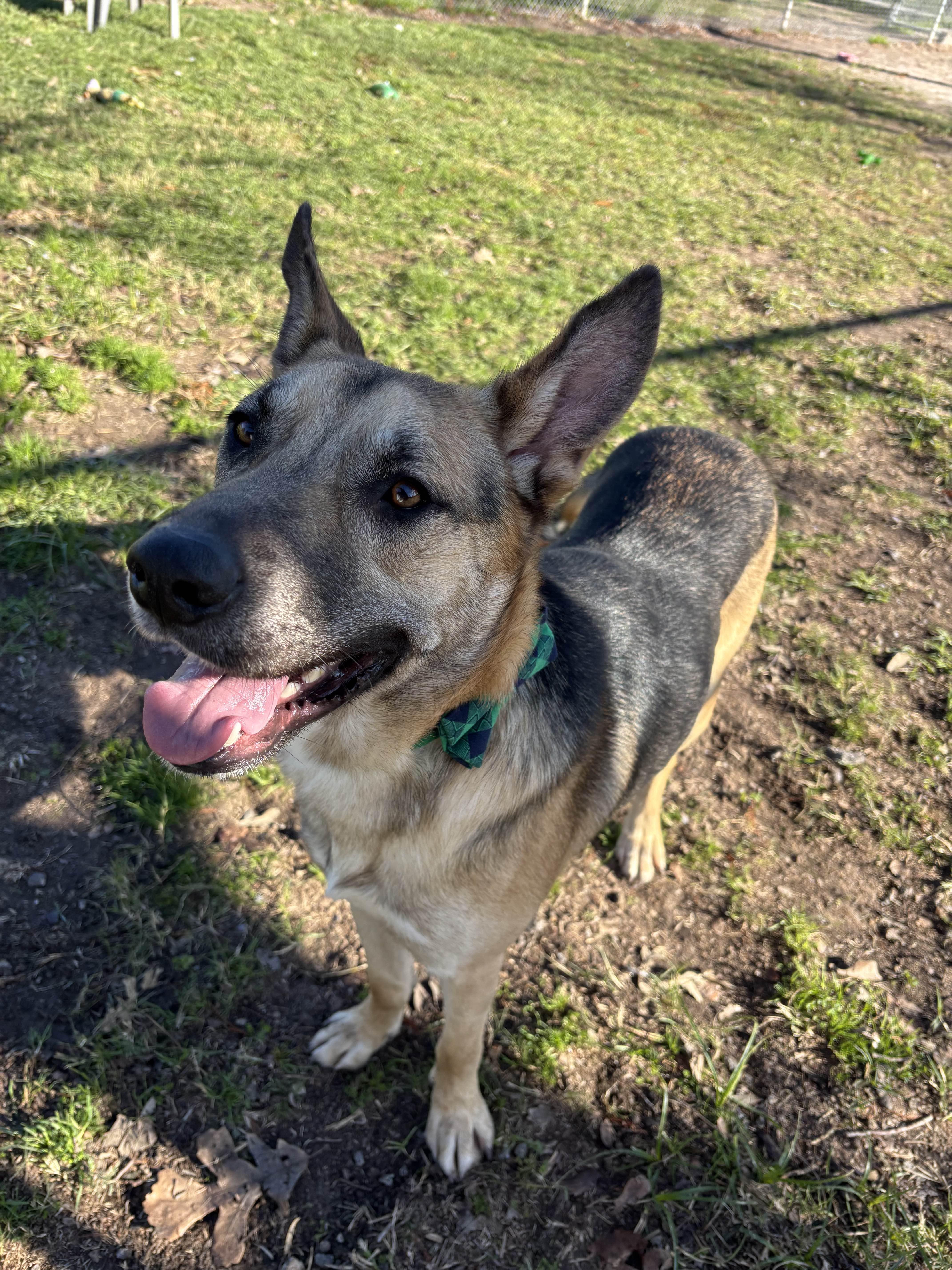 Enlarge Lucas( gentle, intelligent, house trained), a Adoptable mixed breed in Lockbourne, OH image 3/4